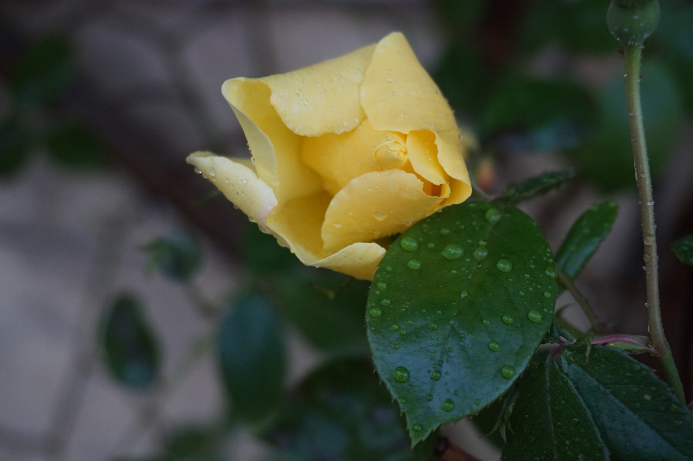 first rose