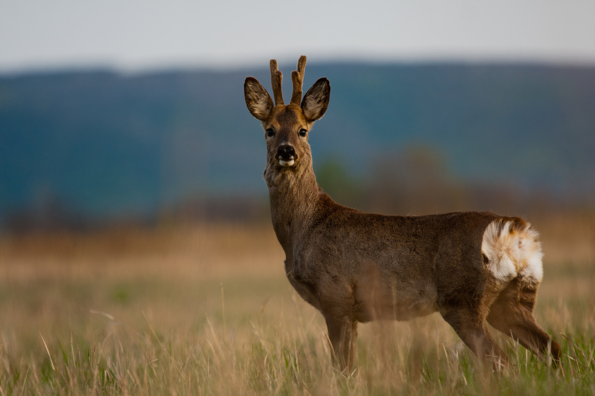 Roe Buck 1
