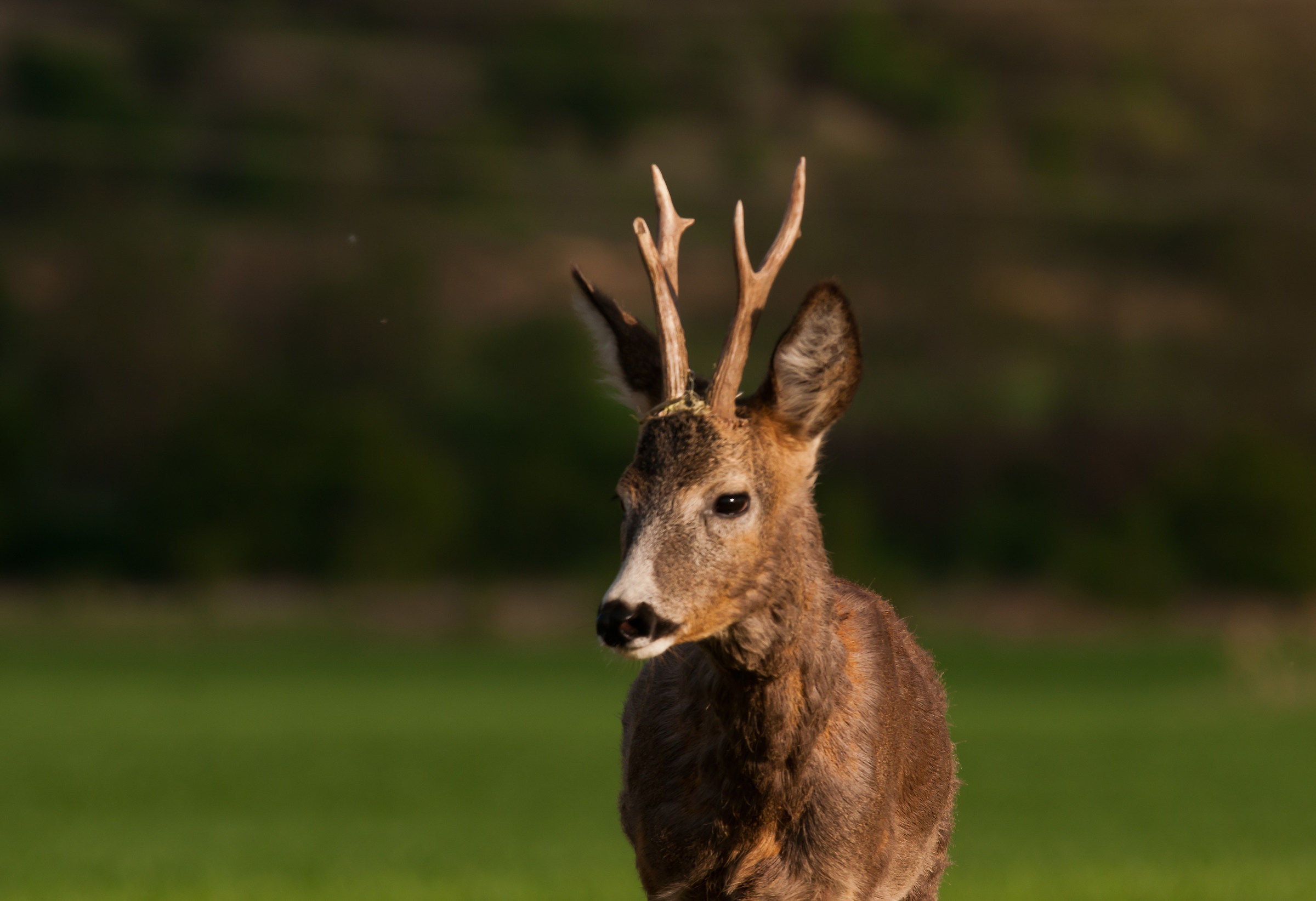 Roe Buck2