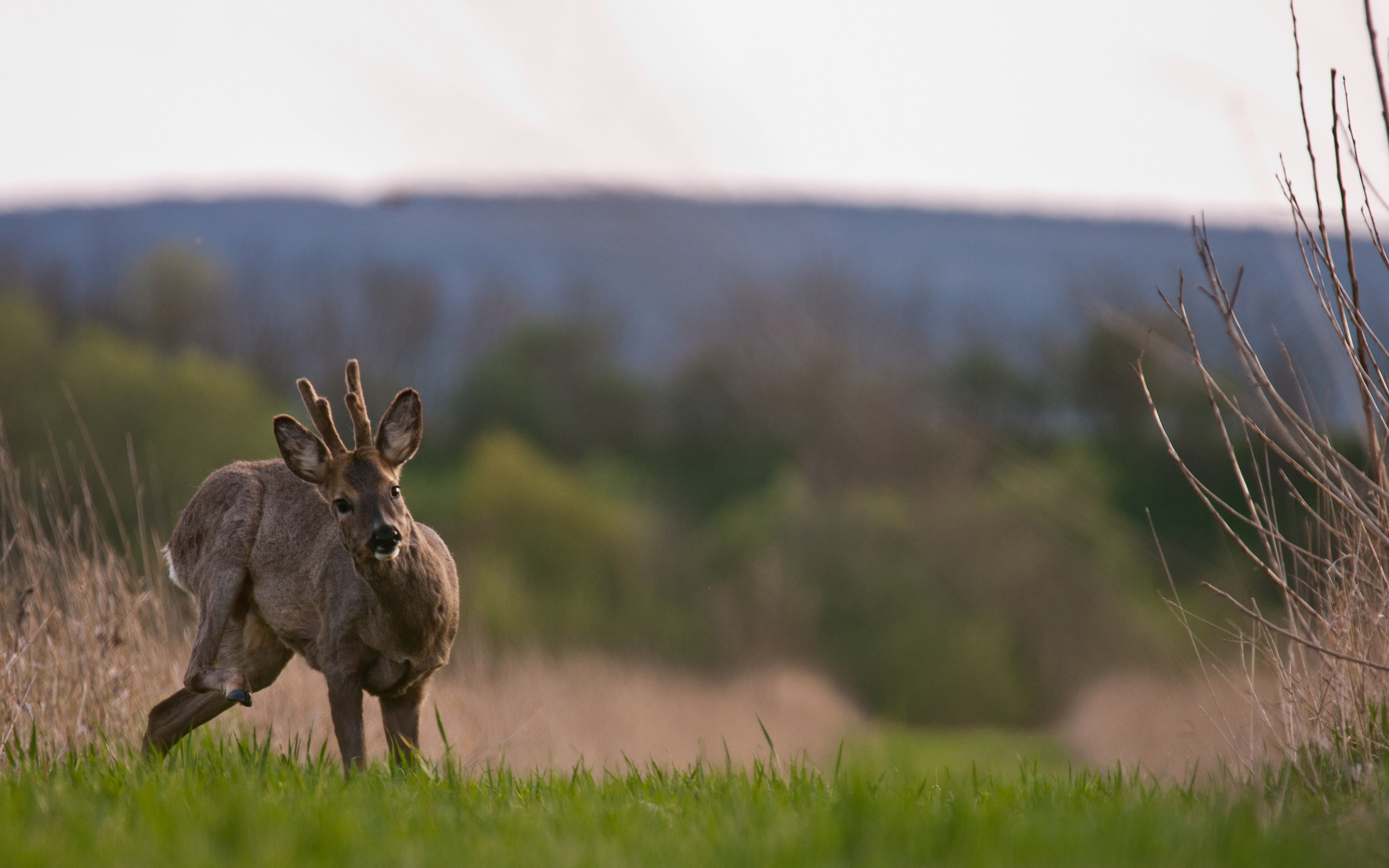 Roe Buck3