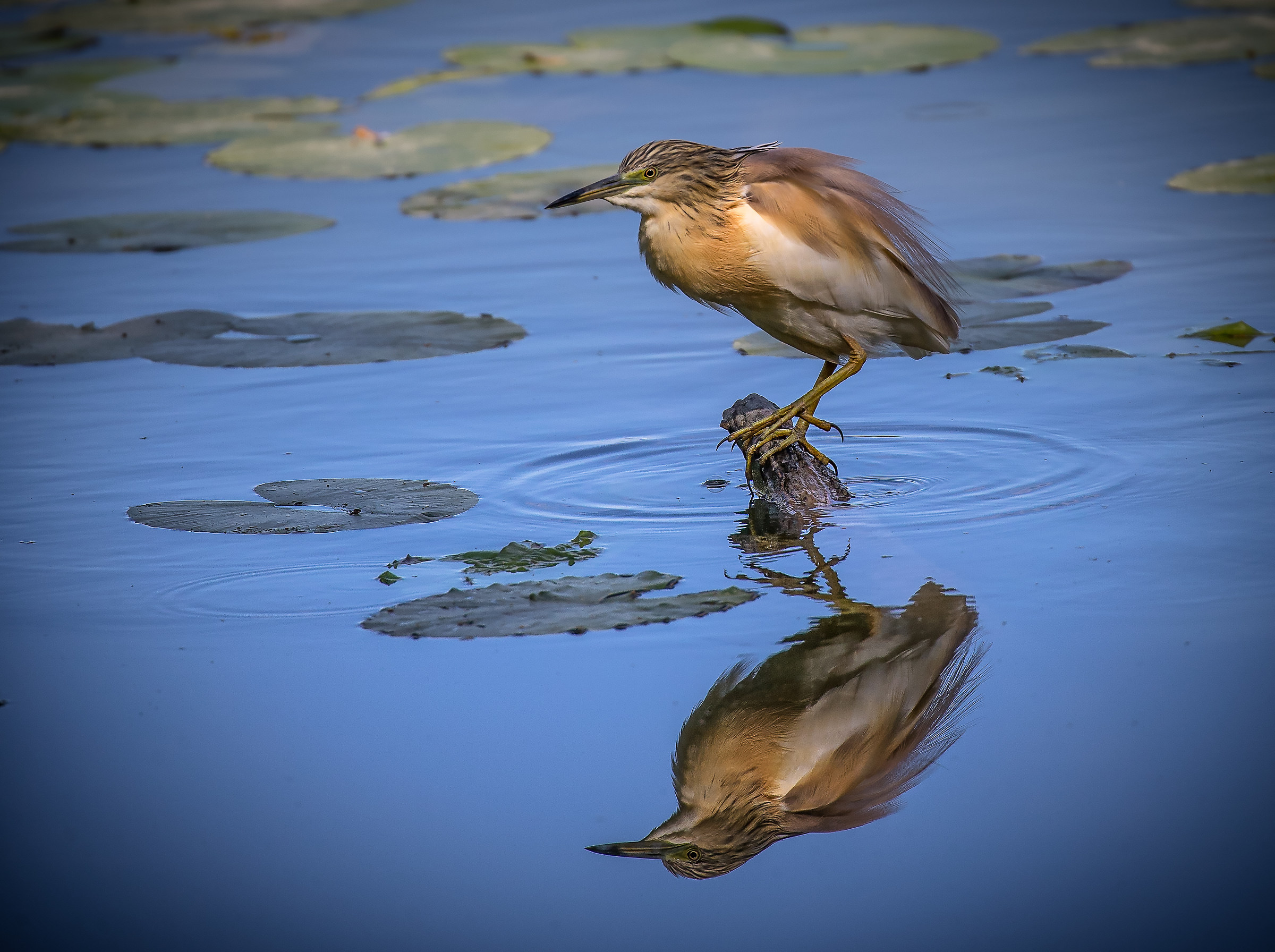 Speedy that are posing