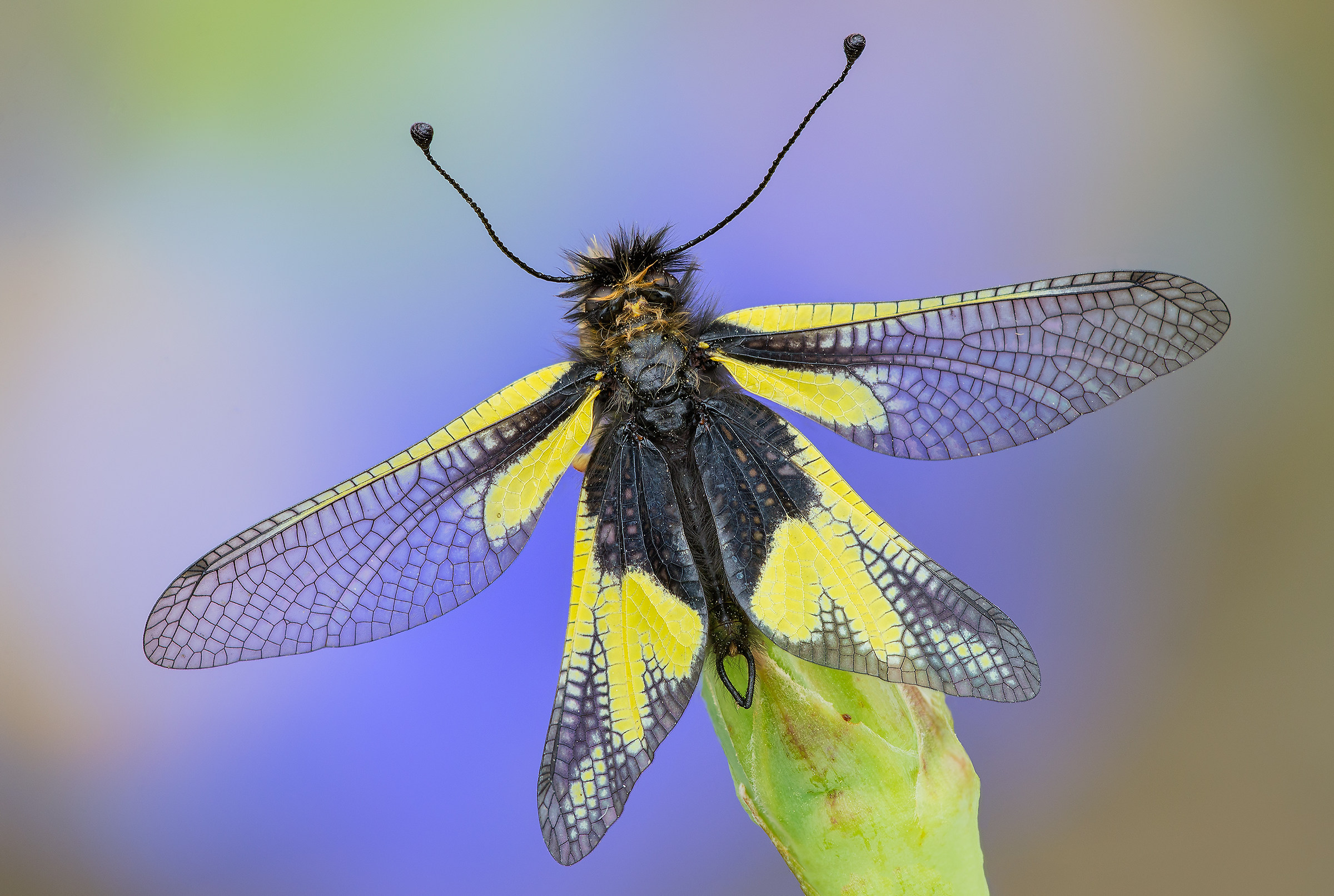 Libelloides coccajus