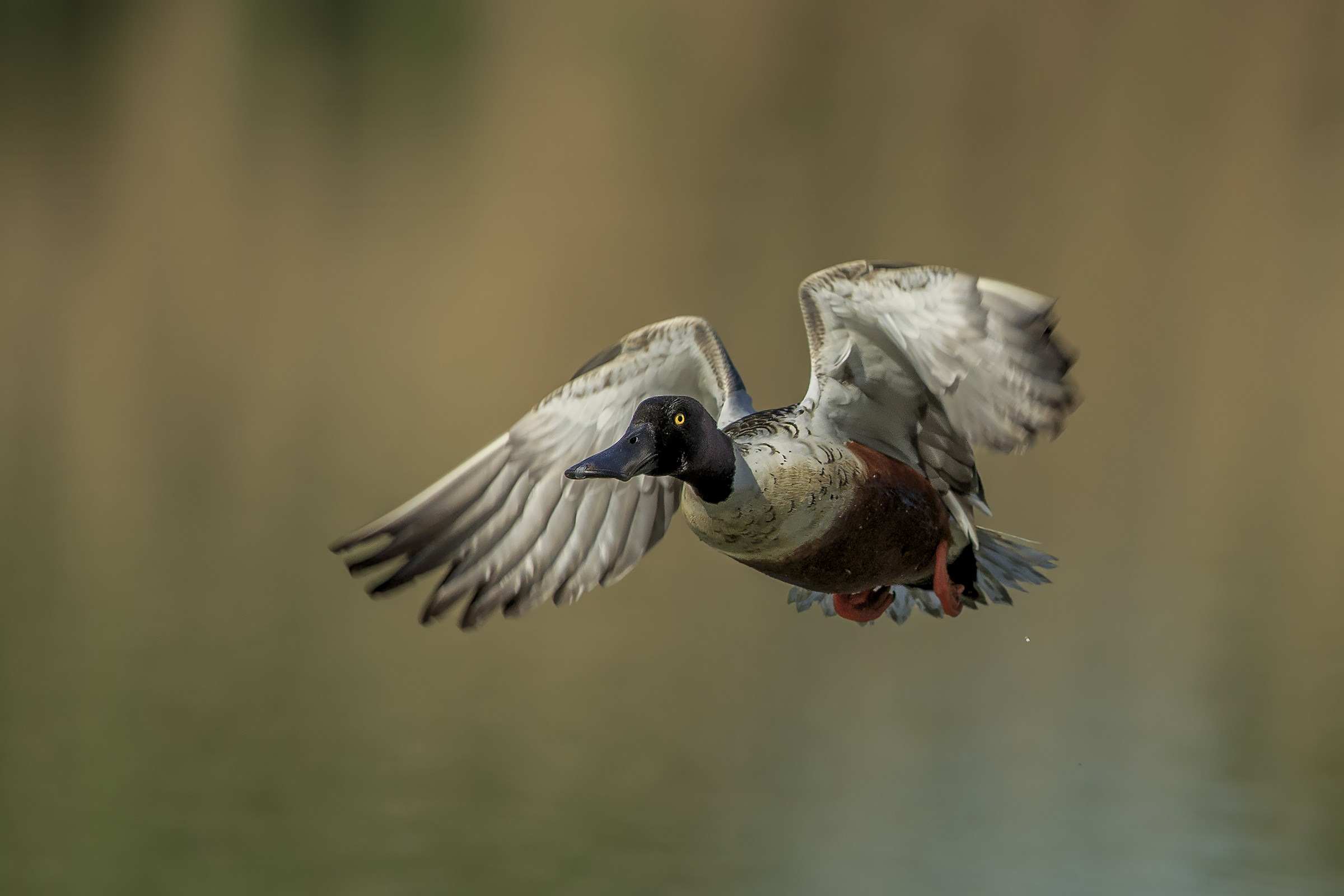 Shoveler departing male