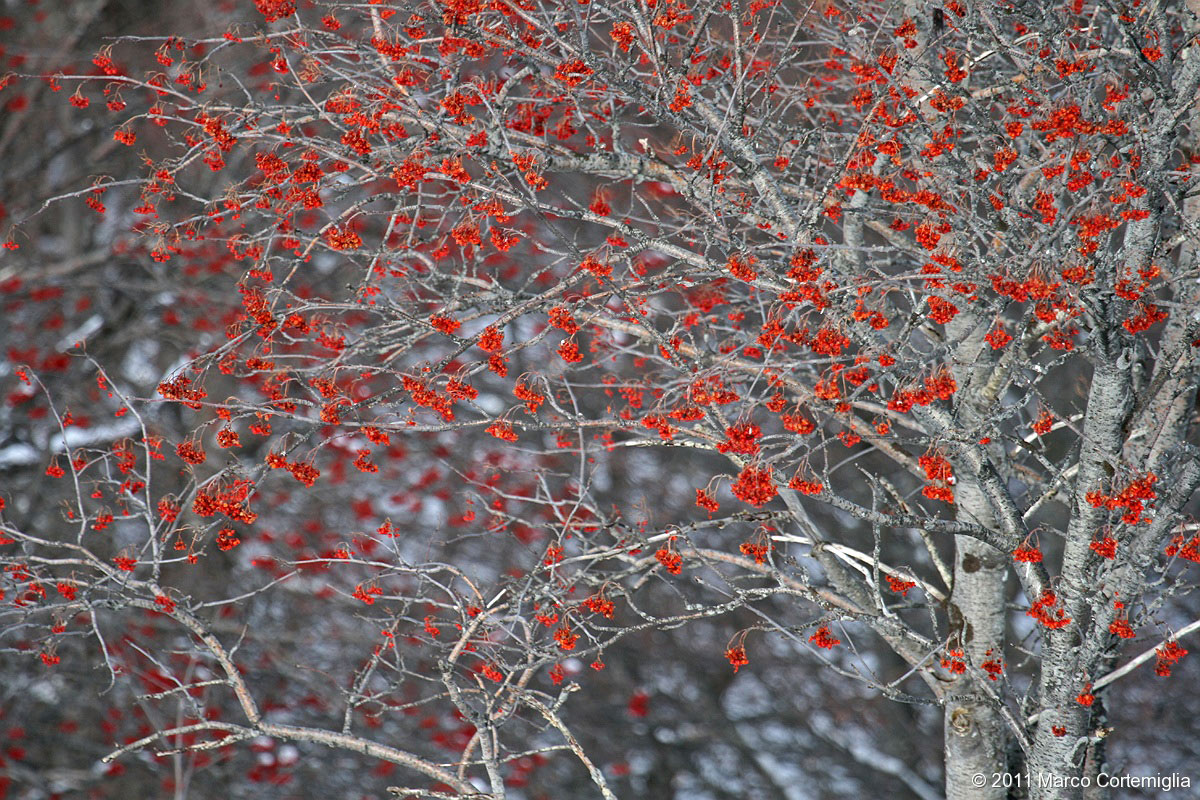 Punti di colore, Alta Valle Staffora (pv)