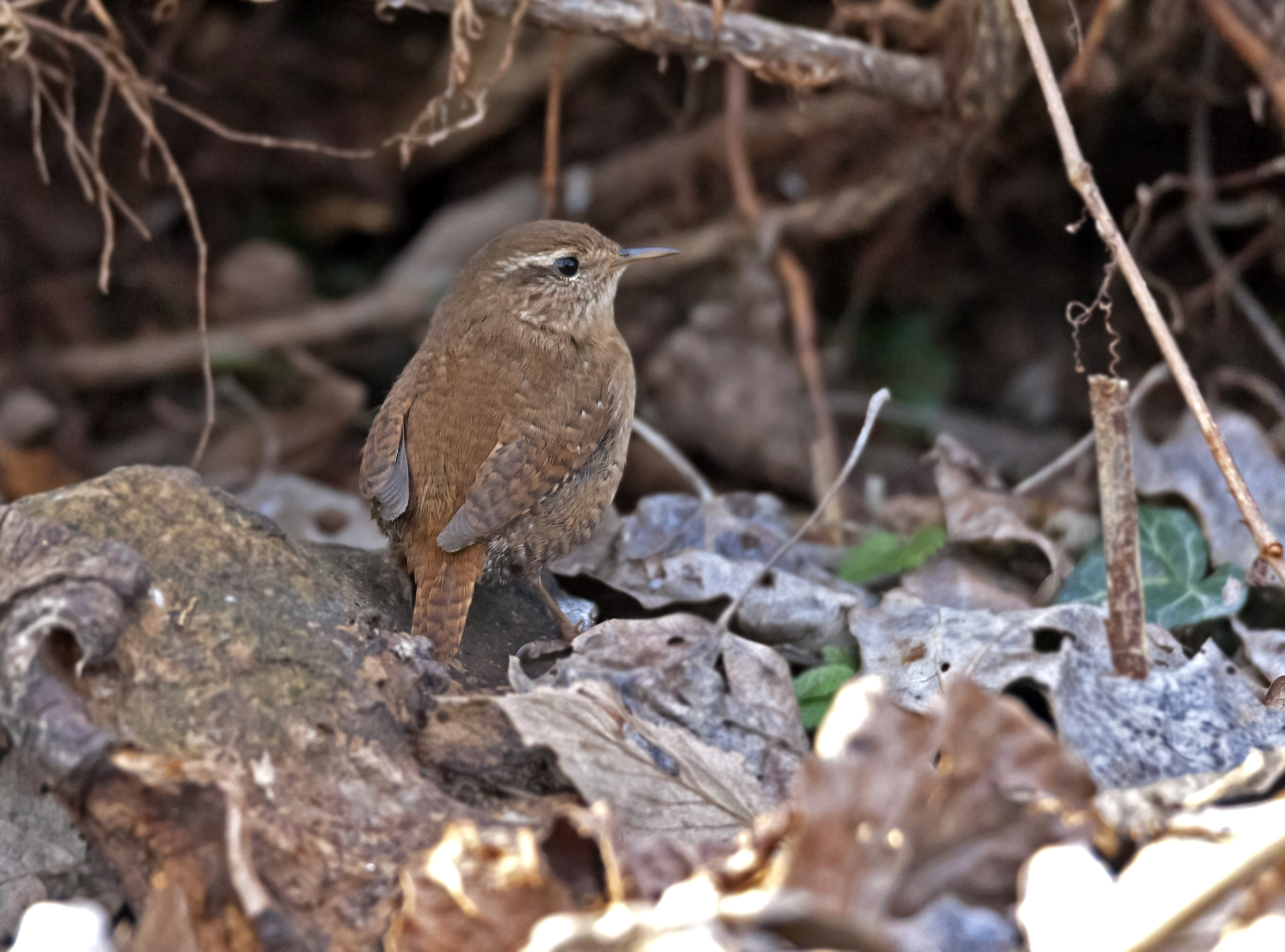 Wren 3200 ISO 1D MK III