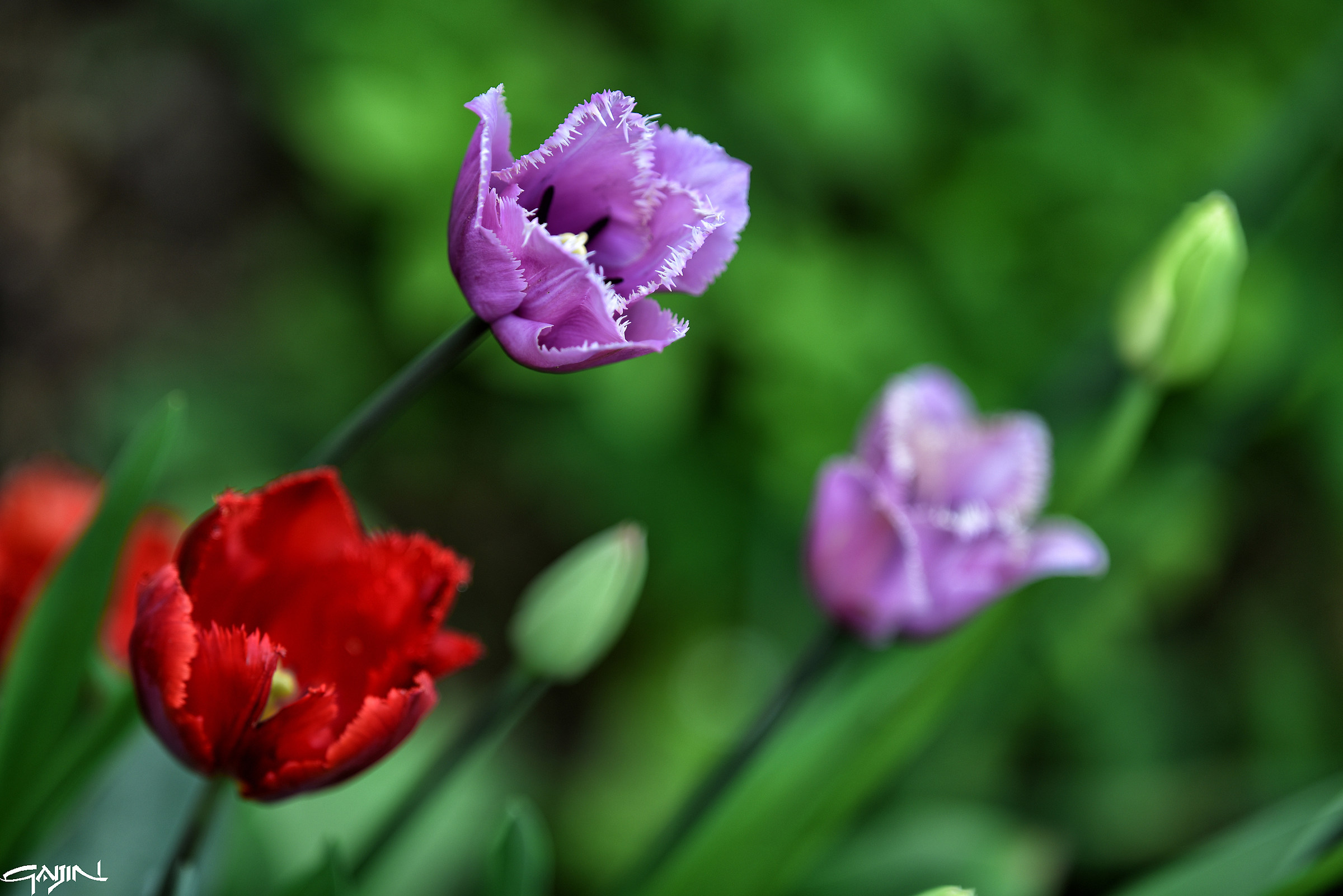 Messer Tulipano 2016