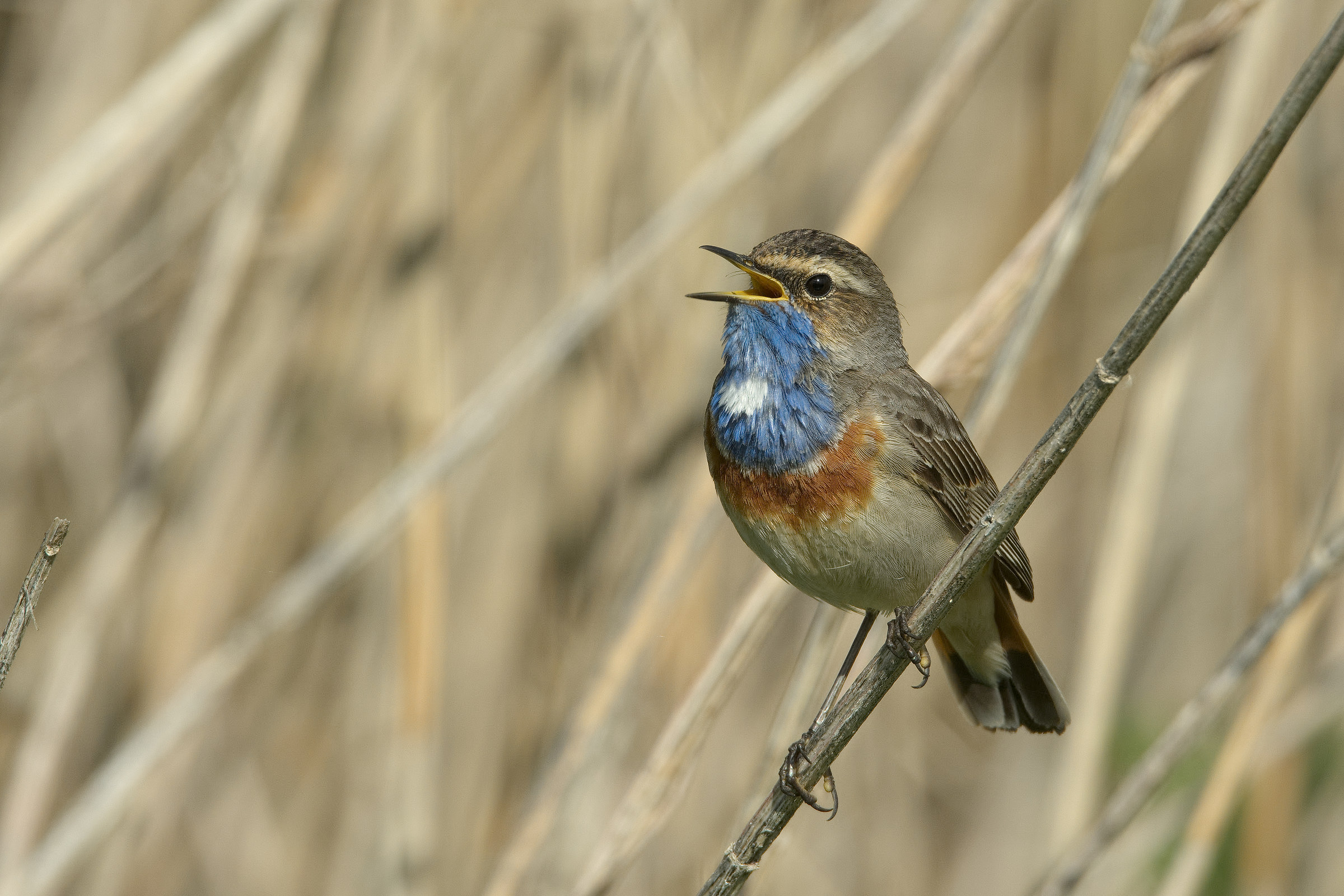 Bluethroat -I