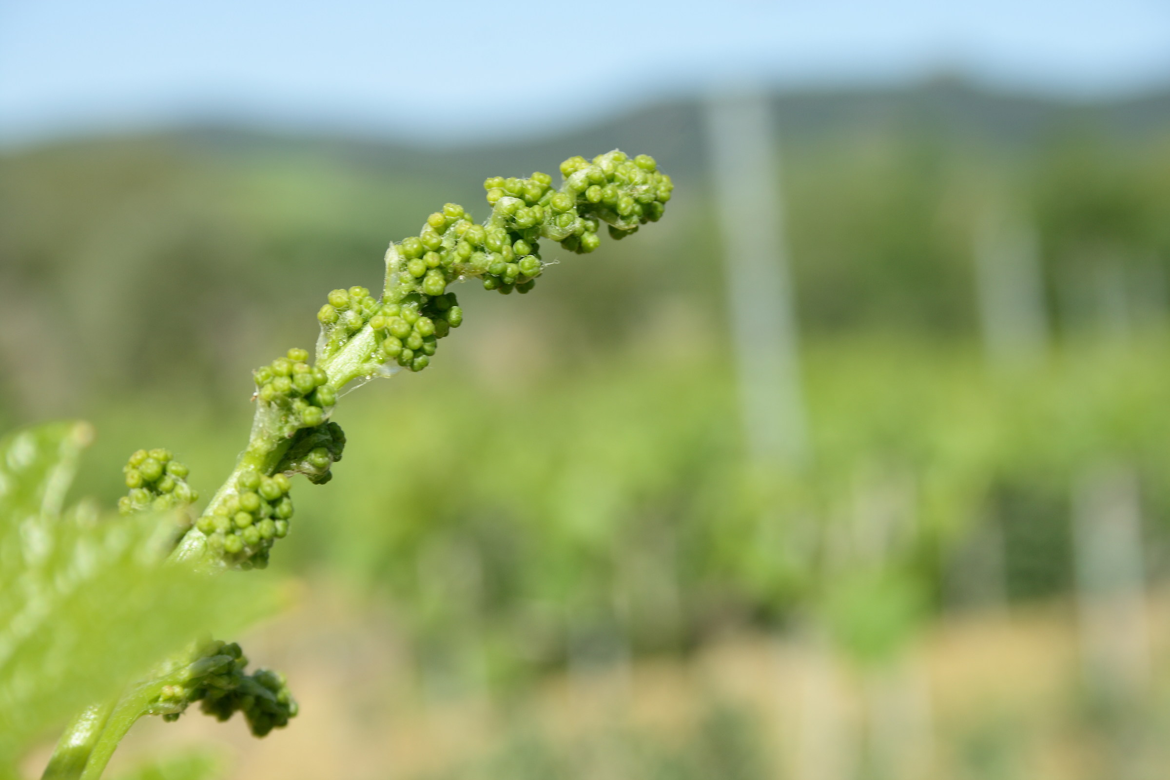 Sarà un Brunello di Montalcino