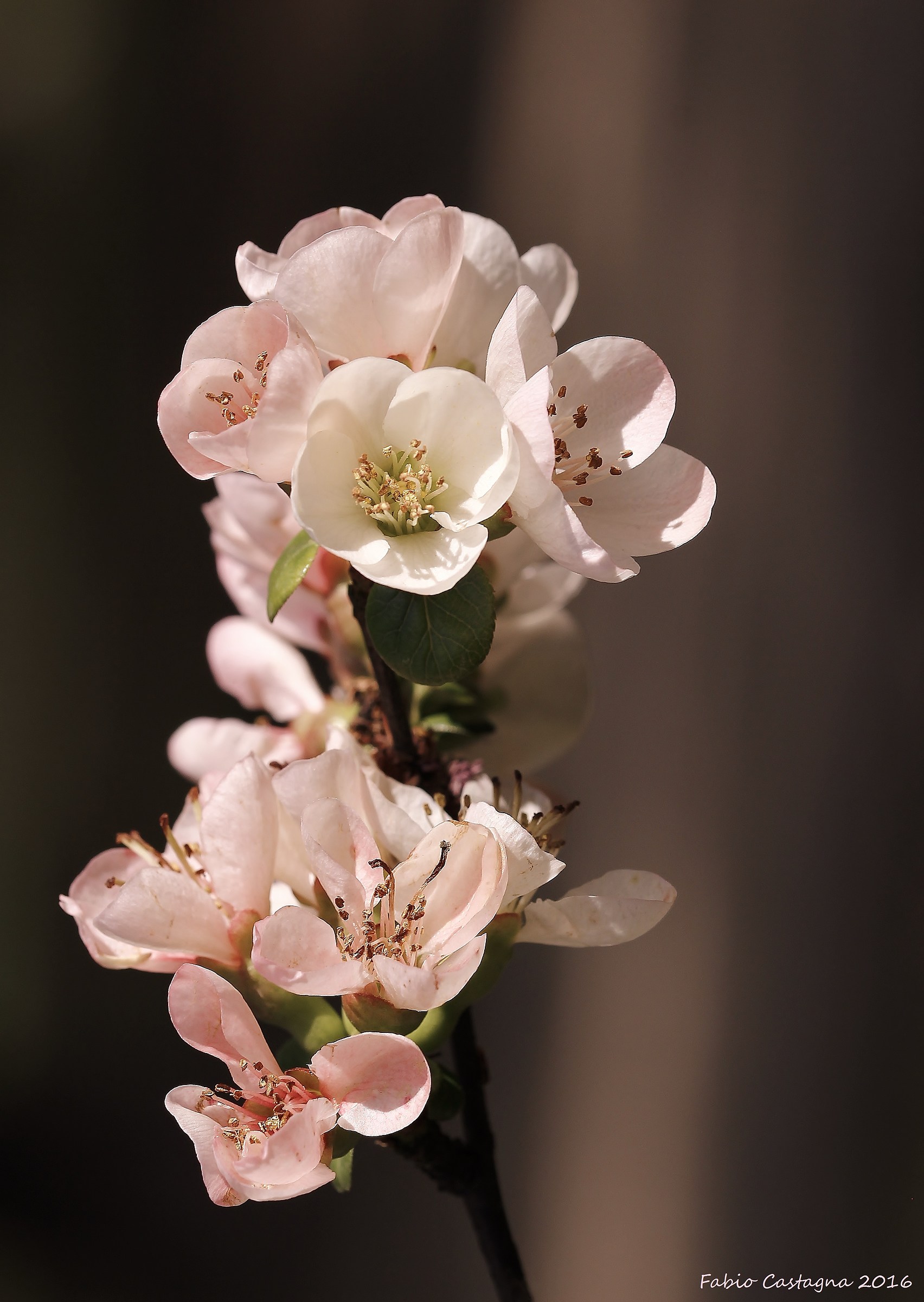 The elegance of the Spring