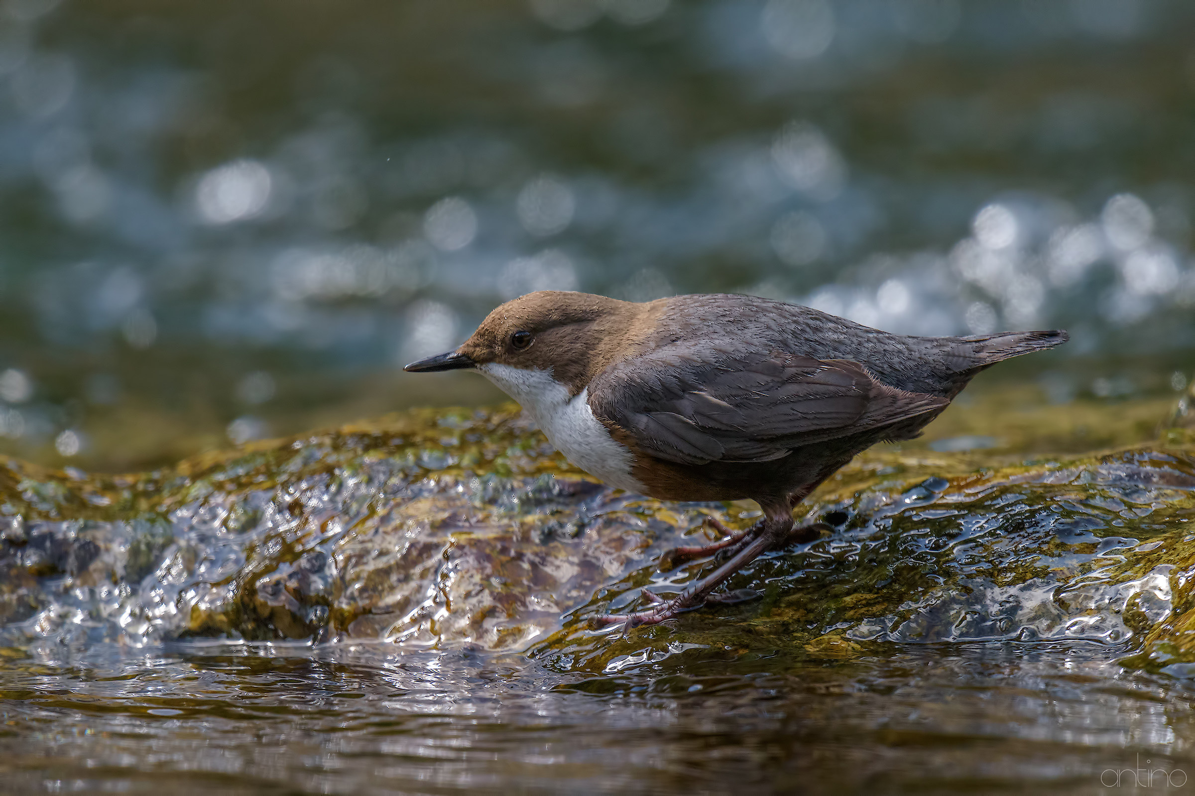 dipper