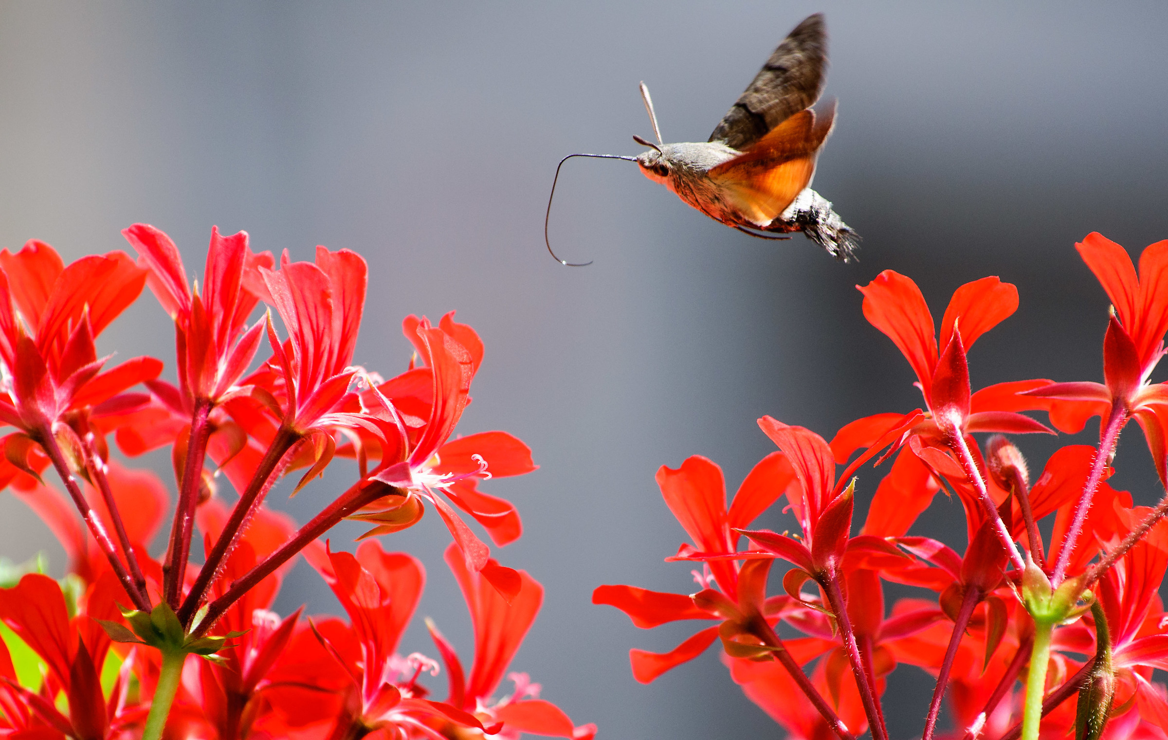 Sfinge colorata di riflesso
