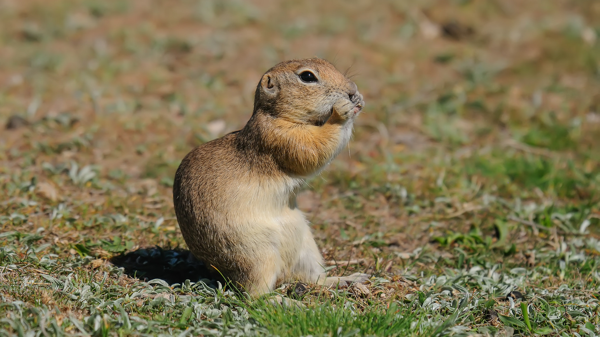 Spermophilus xanthoprymnus / Anatolian Souslik-Ground S
