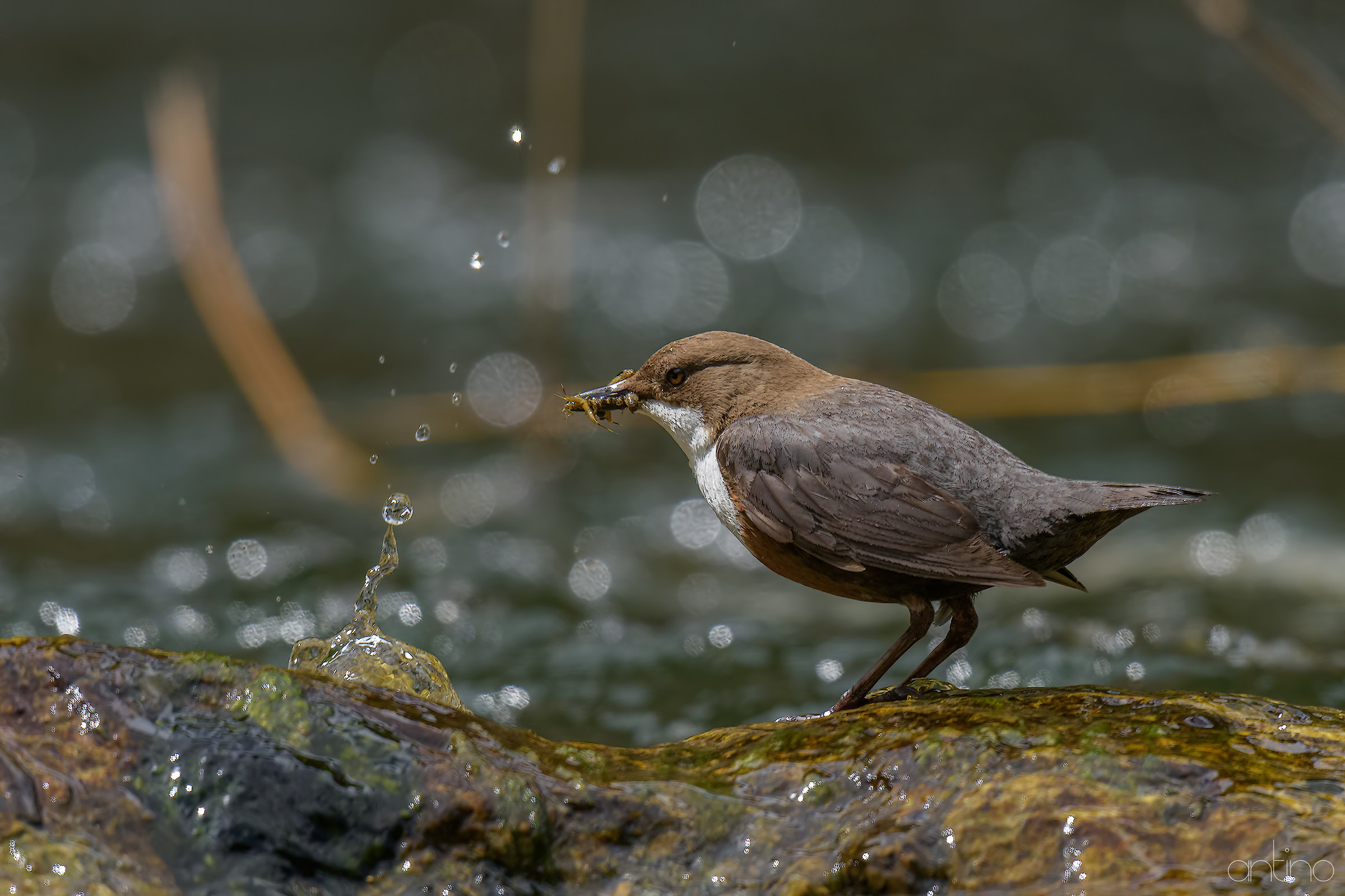 dipper