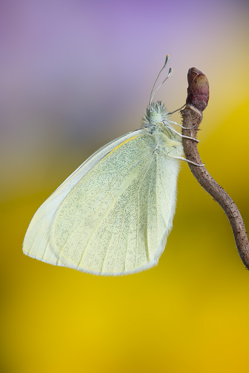 Pieris