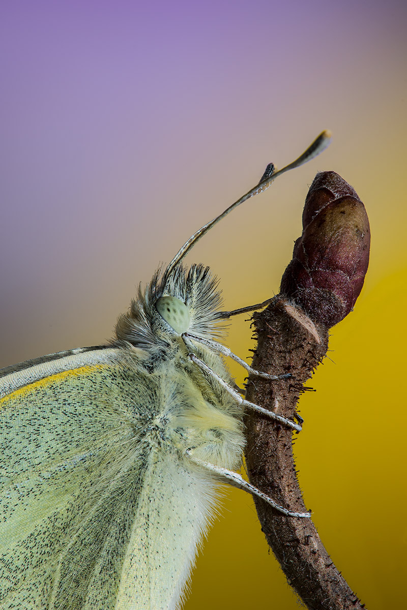 Pieris