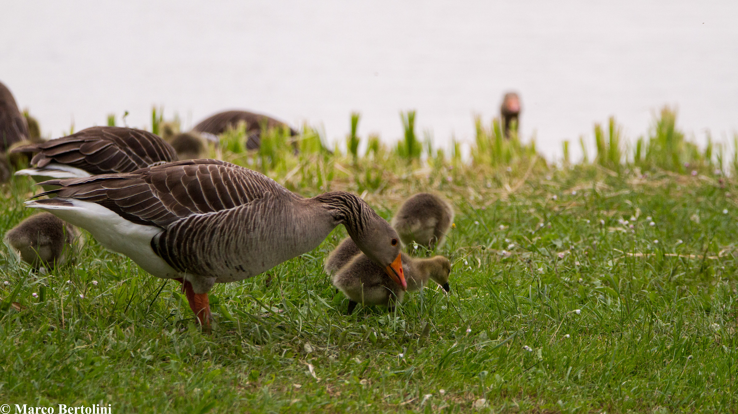 Wild geese - Motherly Love