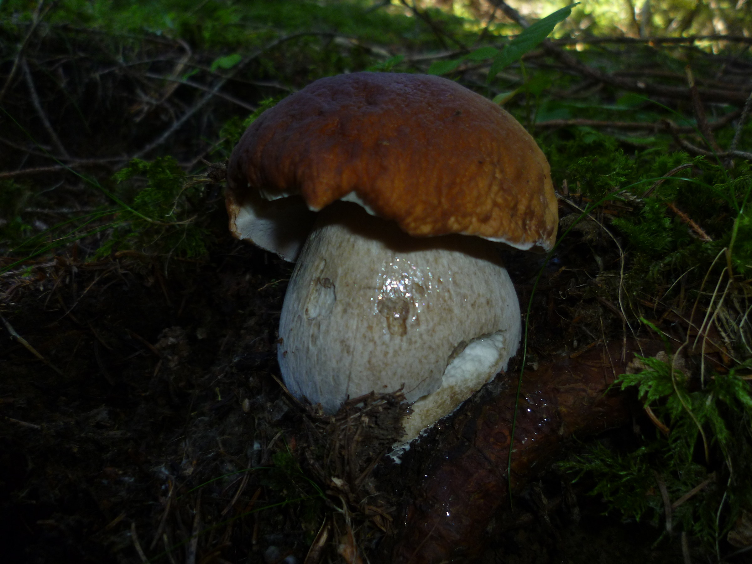 Boletus edulis 2
