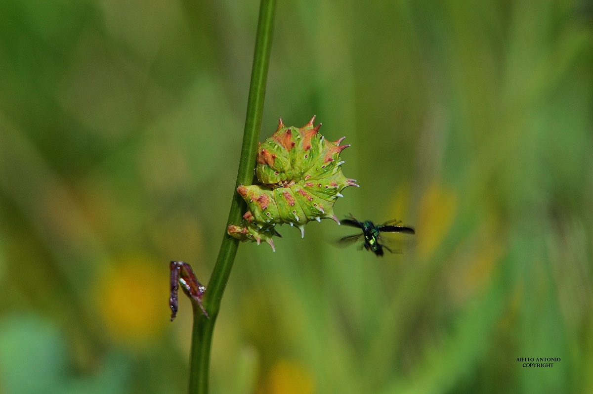 magnificentia naturae