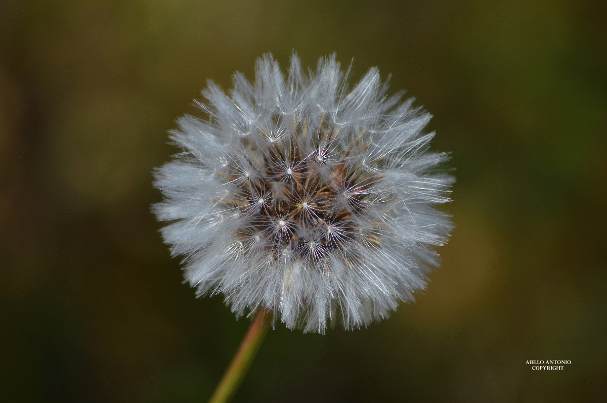 Taraxacum officinale