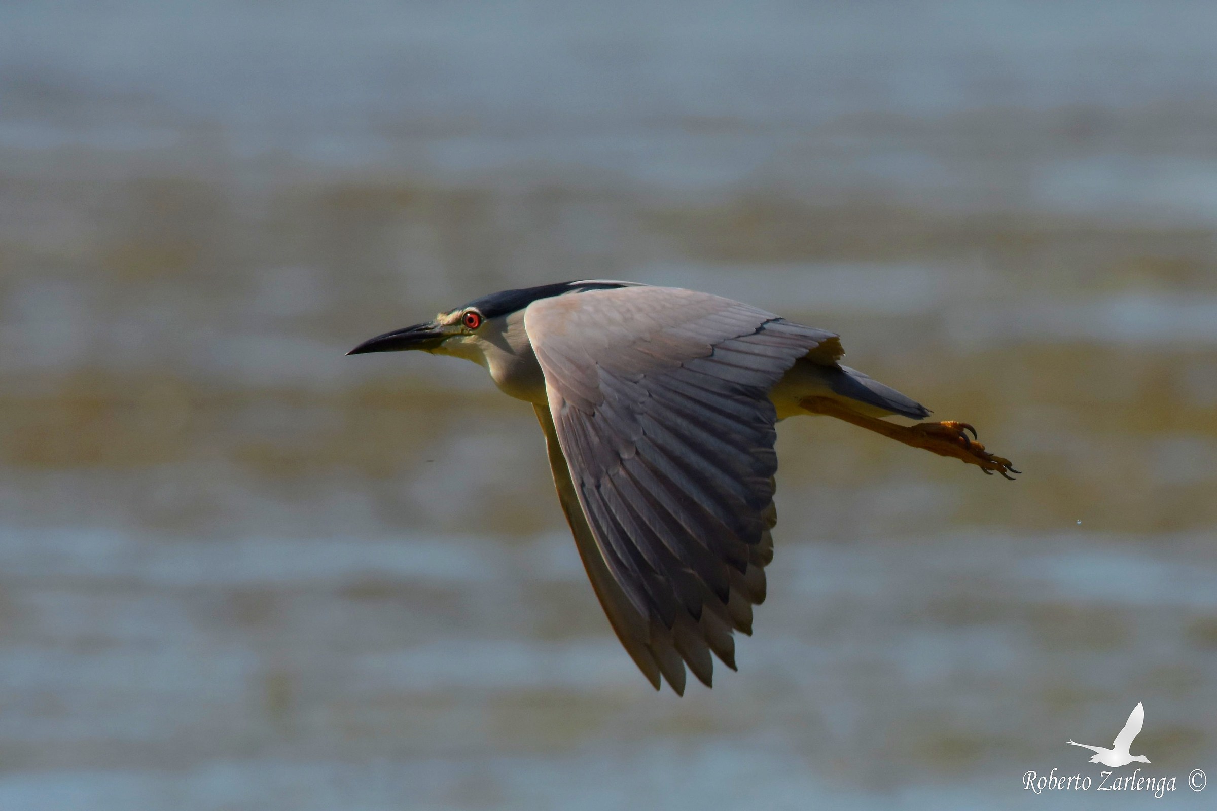 Night Heron