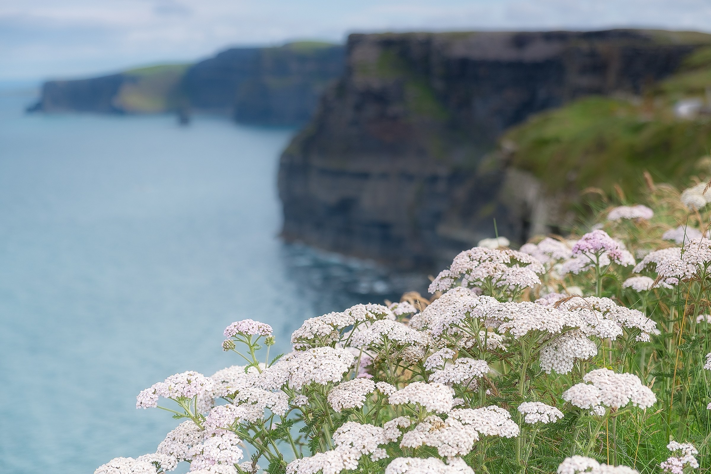 Flowers and cliffs