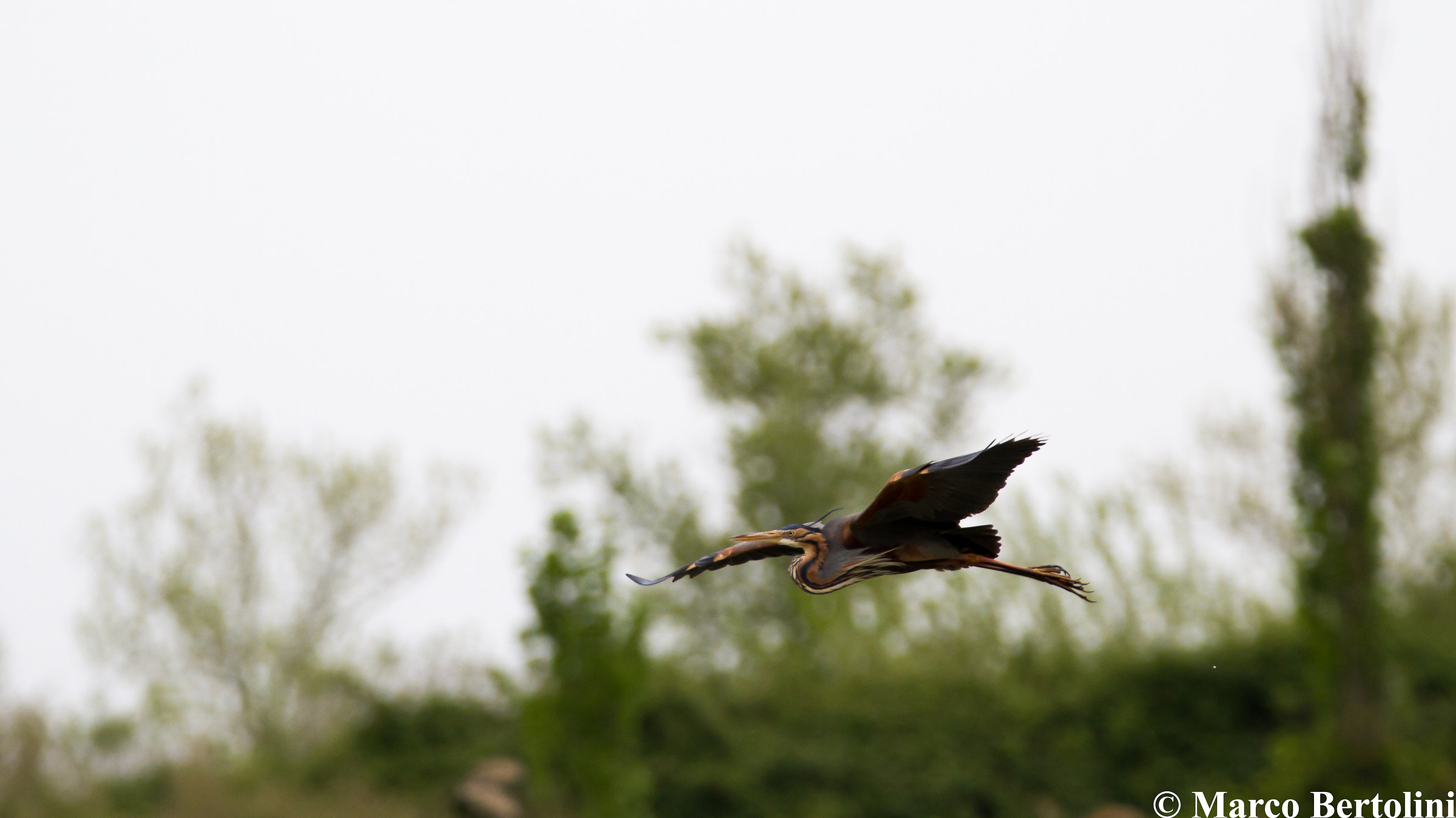 Purple Heron