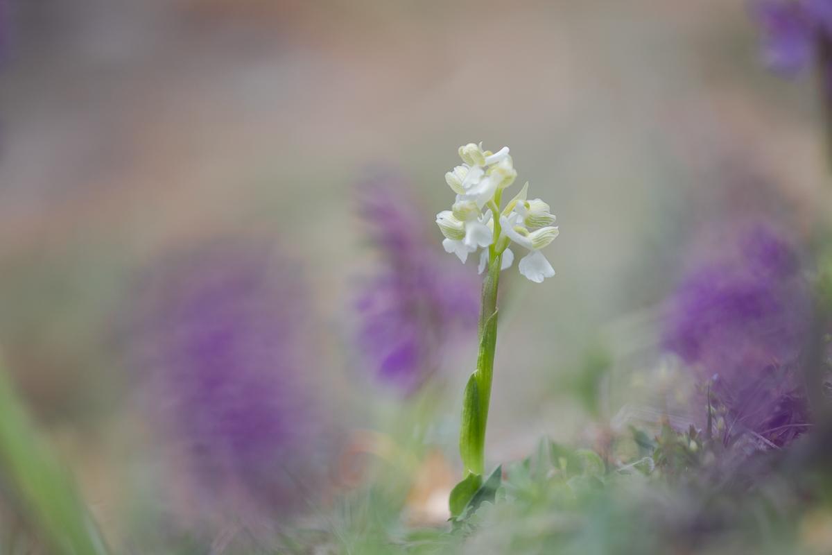 Anacamptis morio var. albiflora