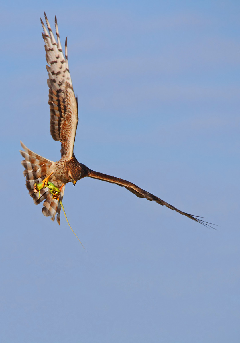 Harrier and lizard