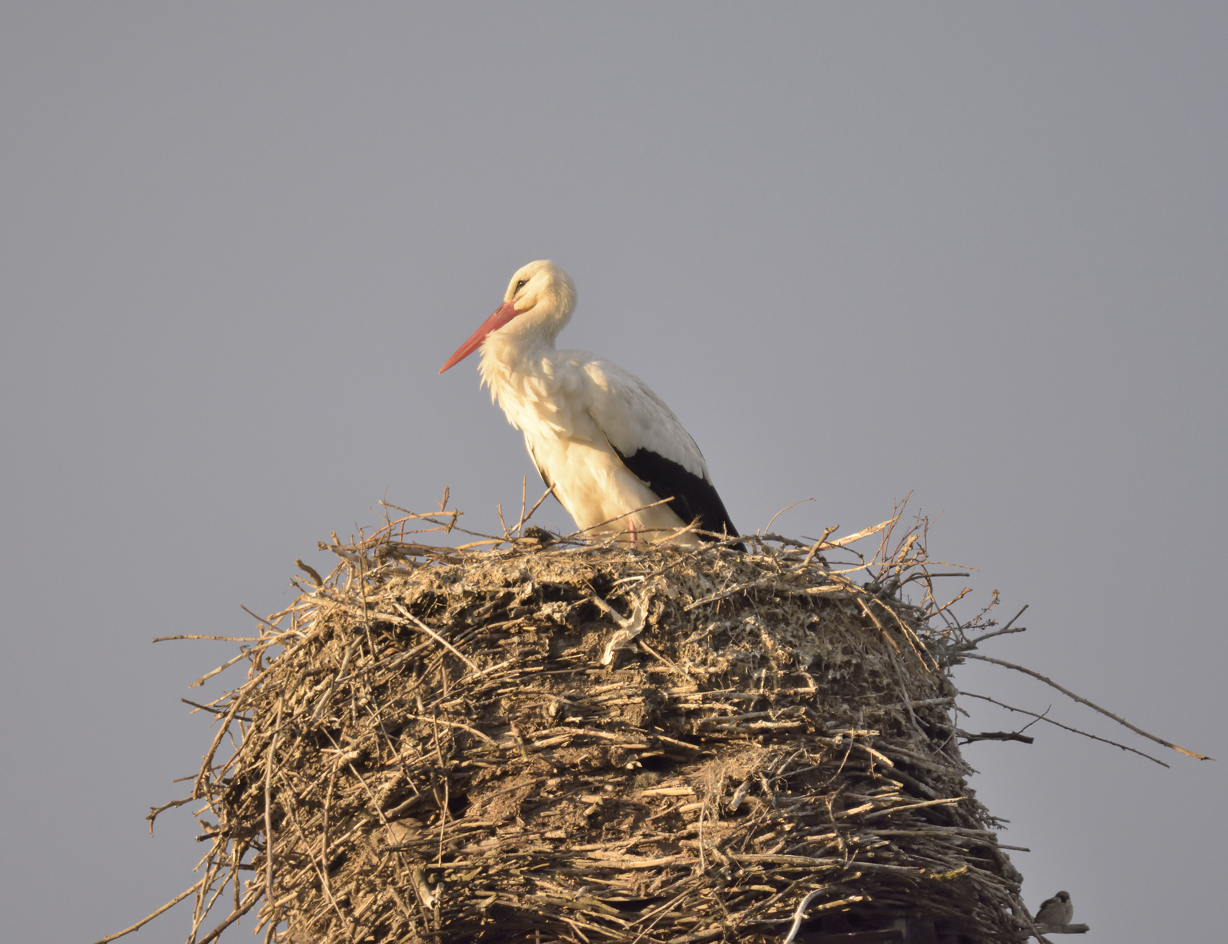 Stork in Romentino