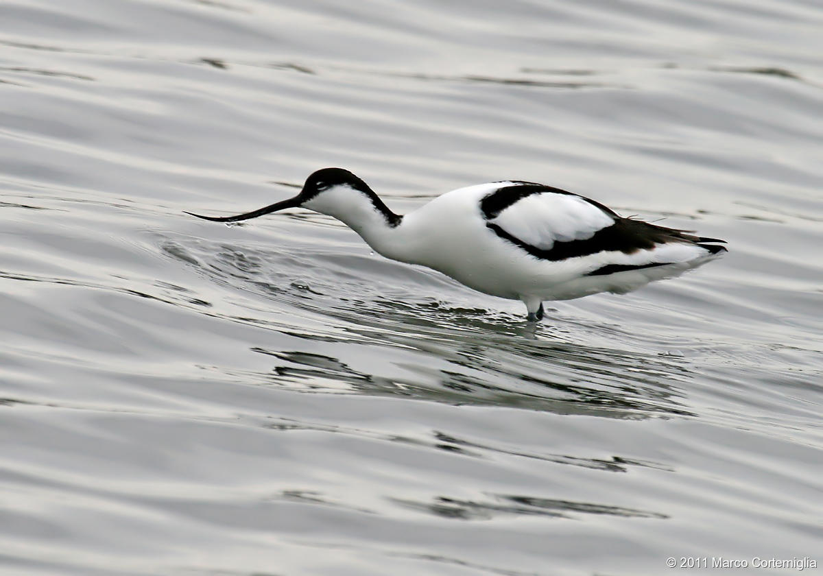Avocetta (Recurvirostra avosetta)