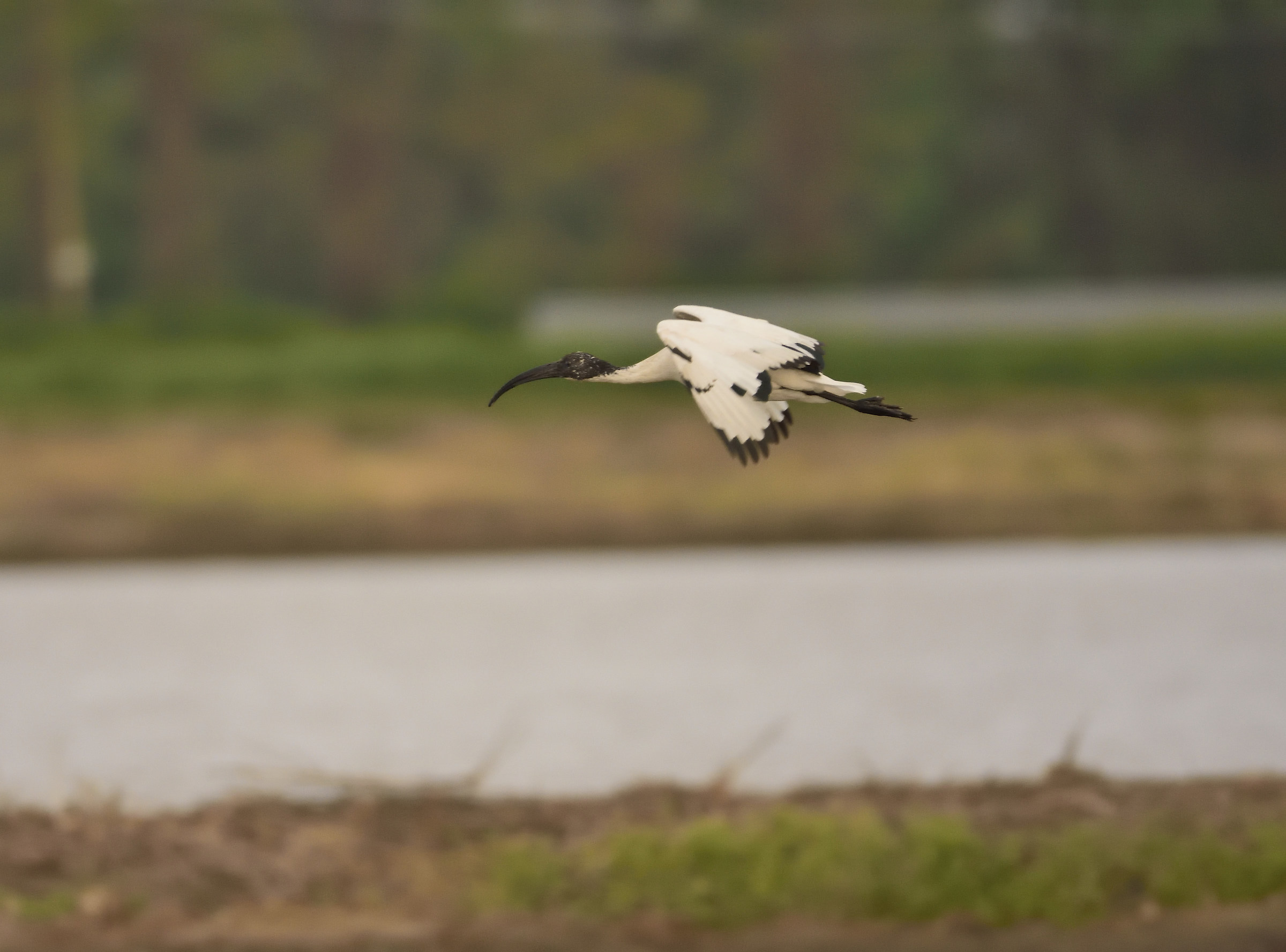 sacred ibis