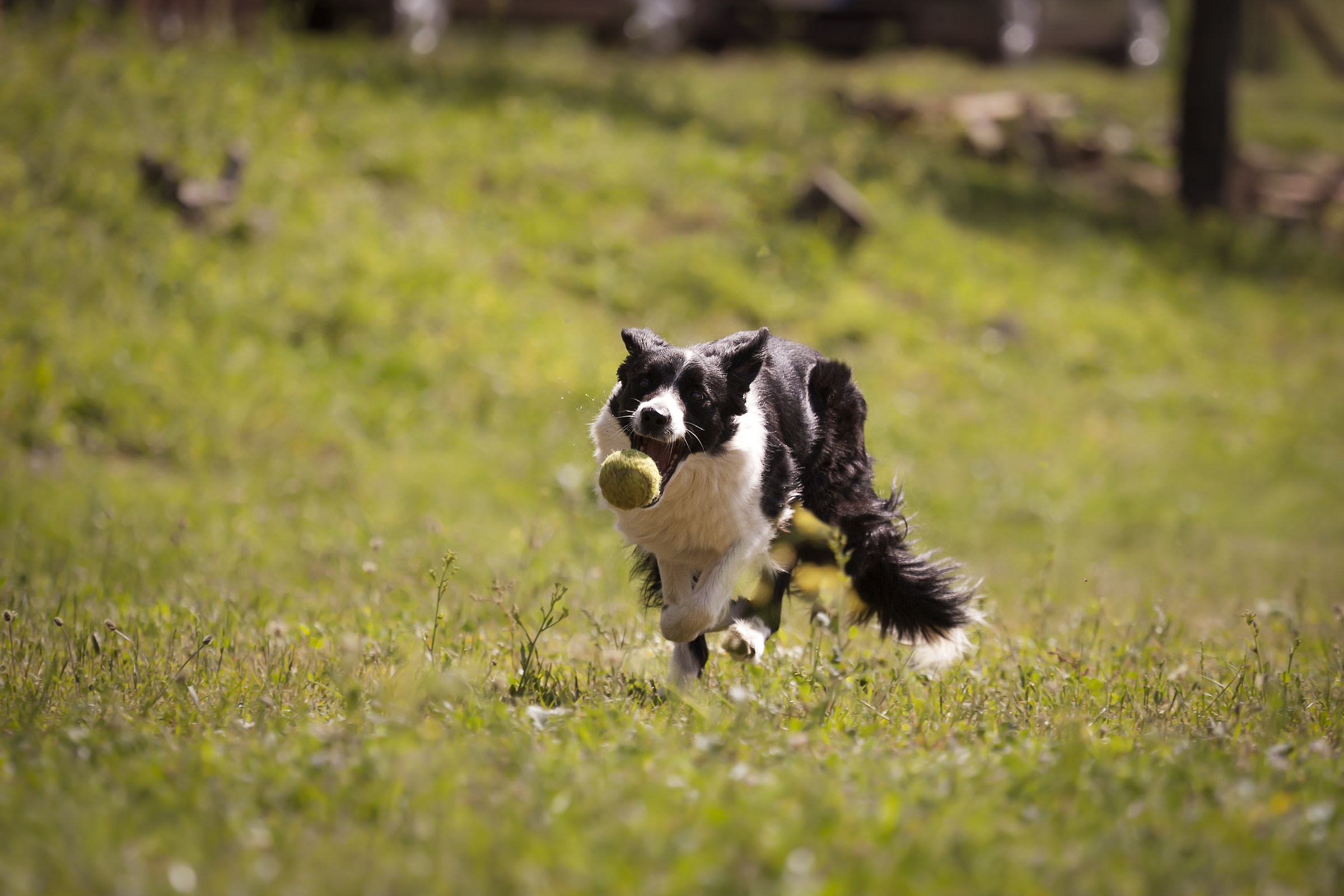 Border Collie