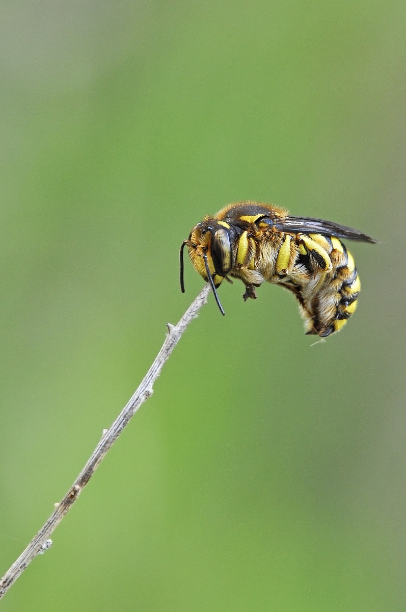 Hymenoptera Megachilidae Anthidiellum 5