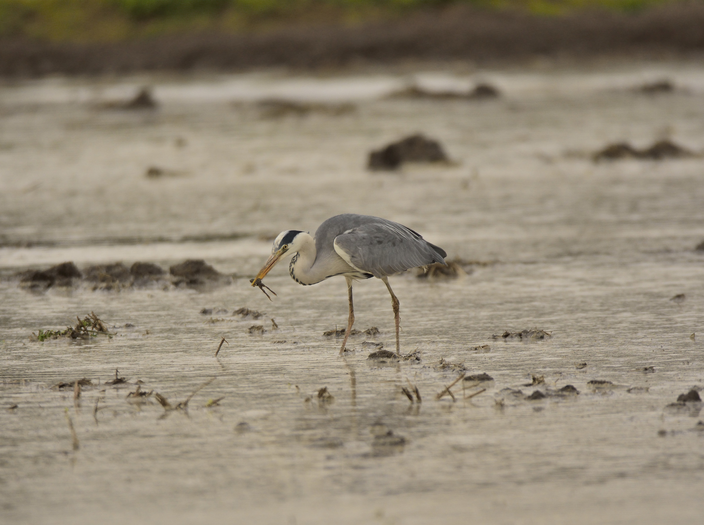 gray heron with frog