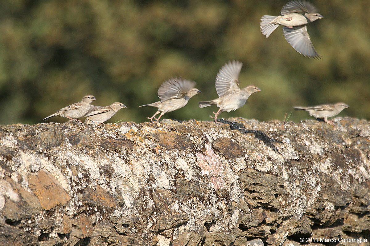 Flounder lagie (Petronia petronia)