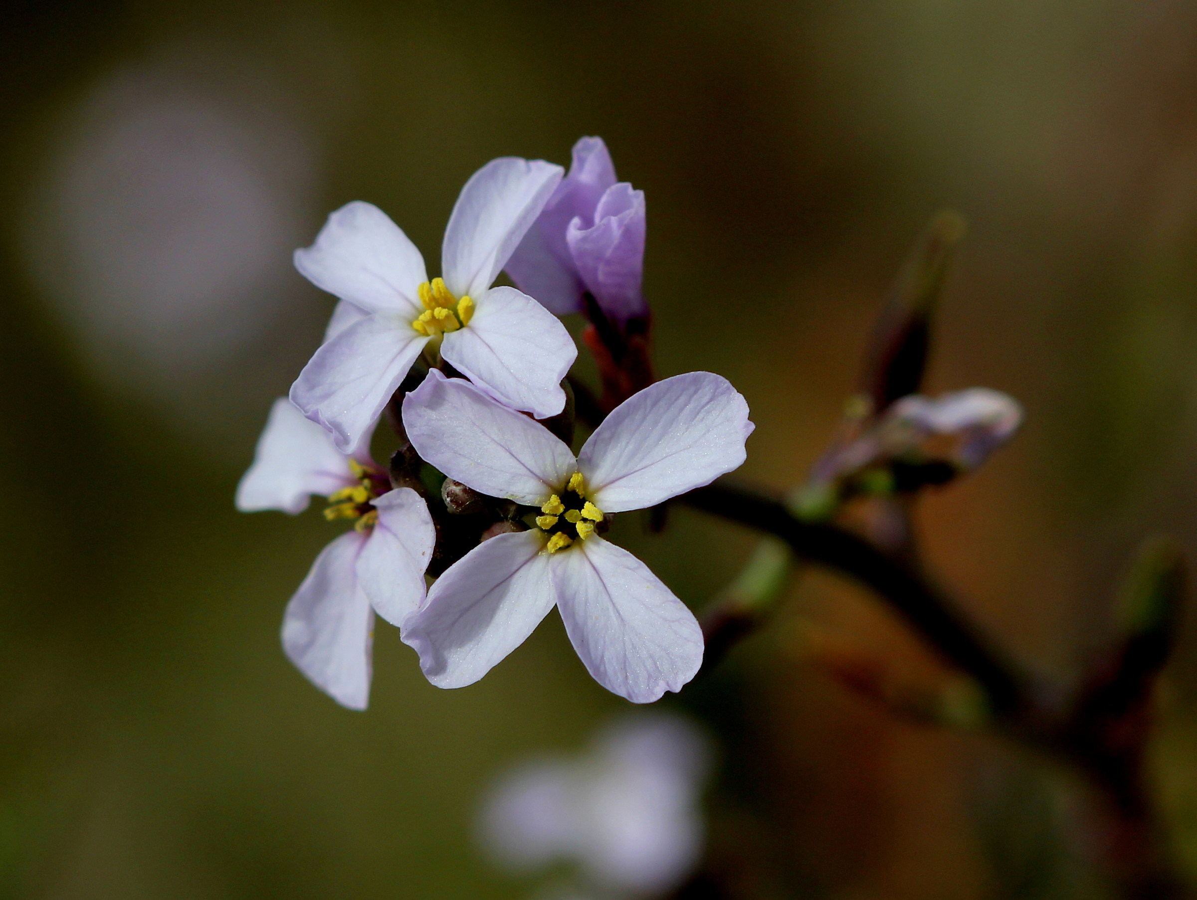 Flowers in the beach