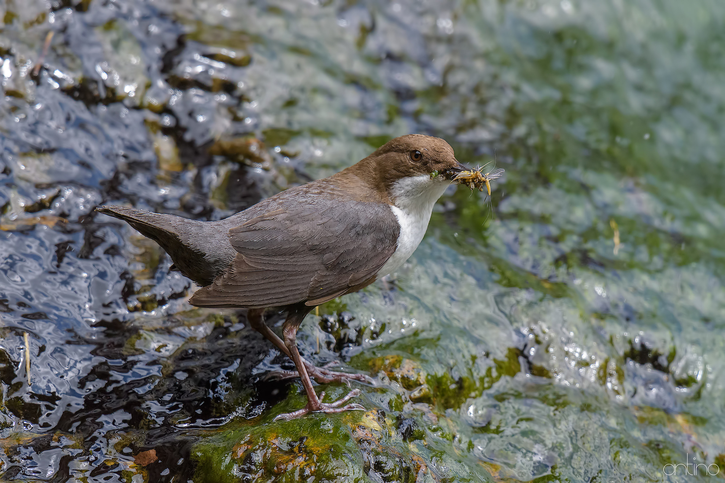 dipper
