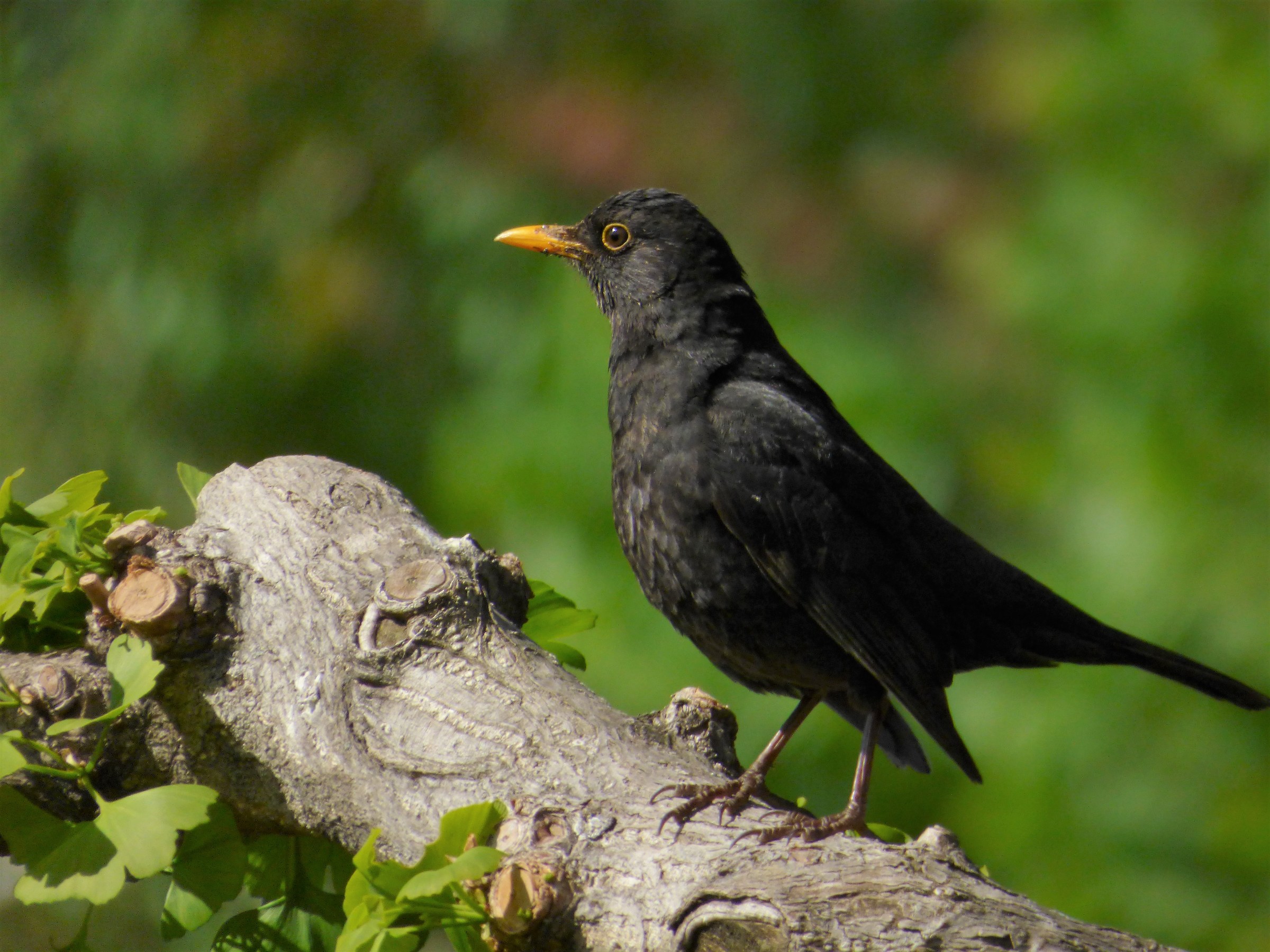 blackbird male
