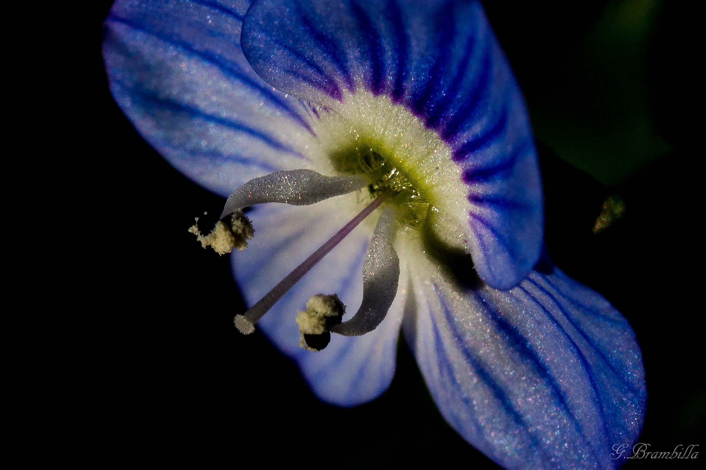 half-title of the Virgin Mary