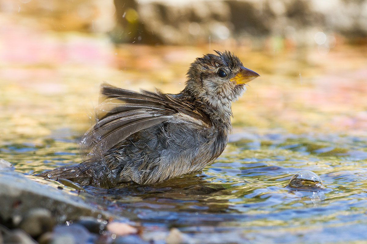 the sparrow and the bubble ..