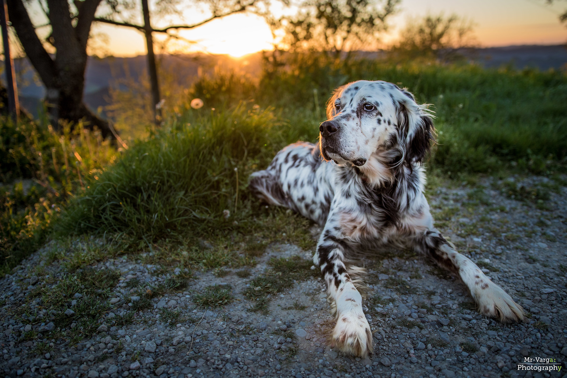 Setter Inglese - Duck