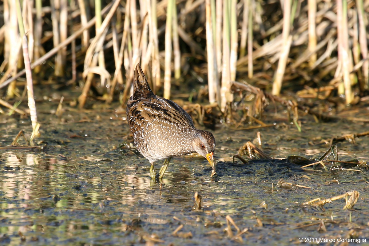 Voltolino (Porzana porzana)