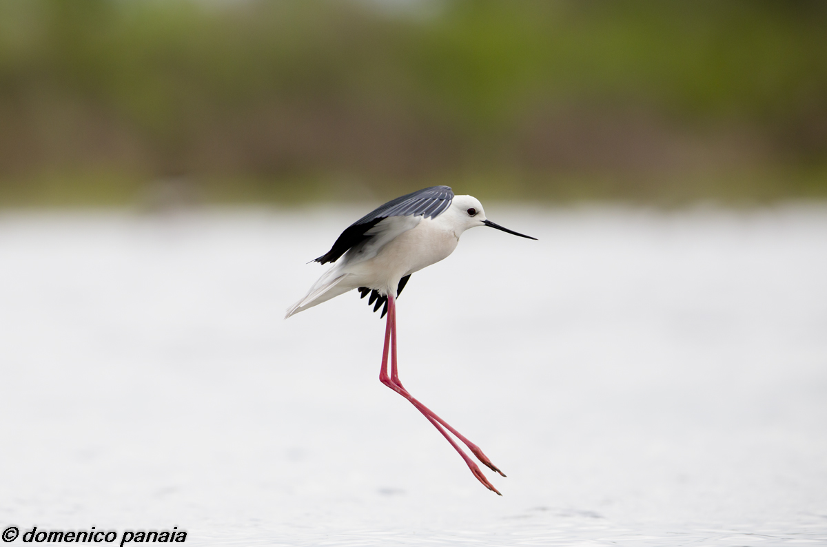 cavaliere in atterraggio