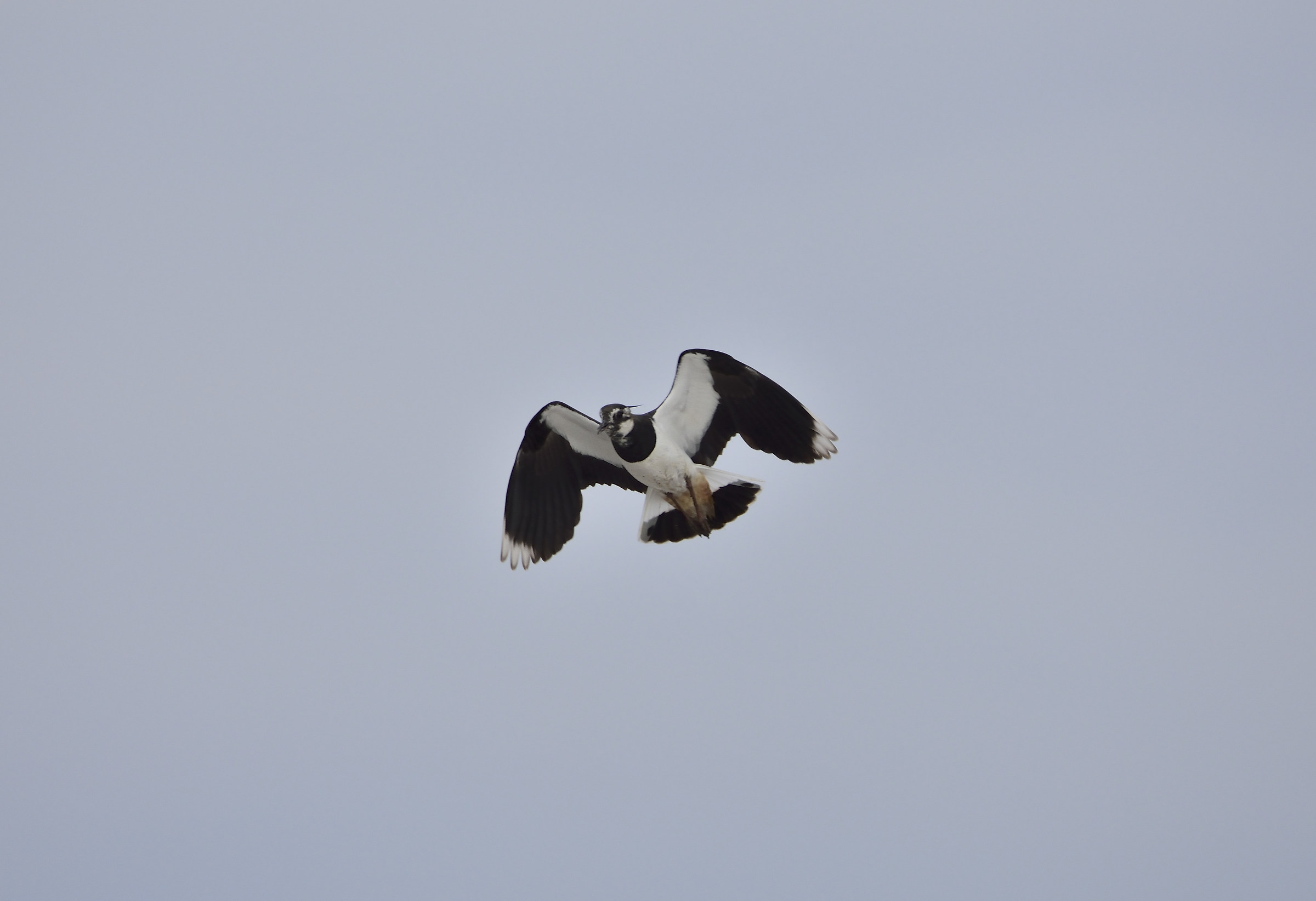 lapwing