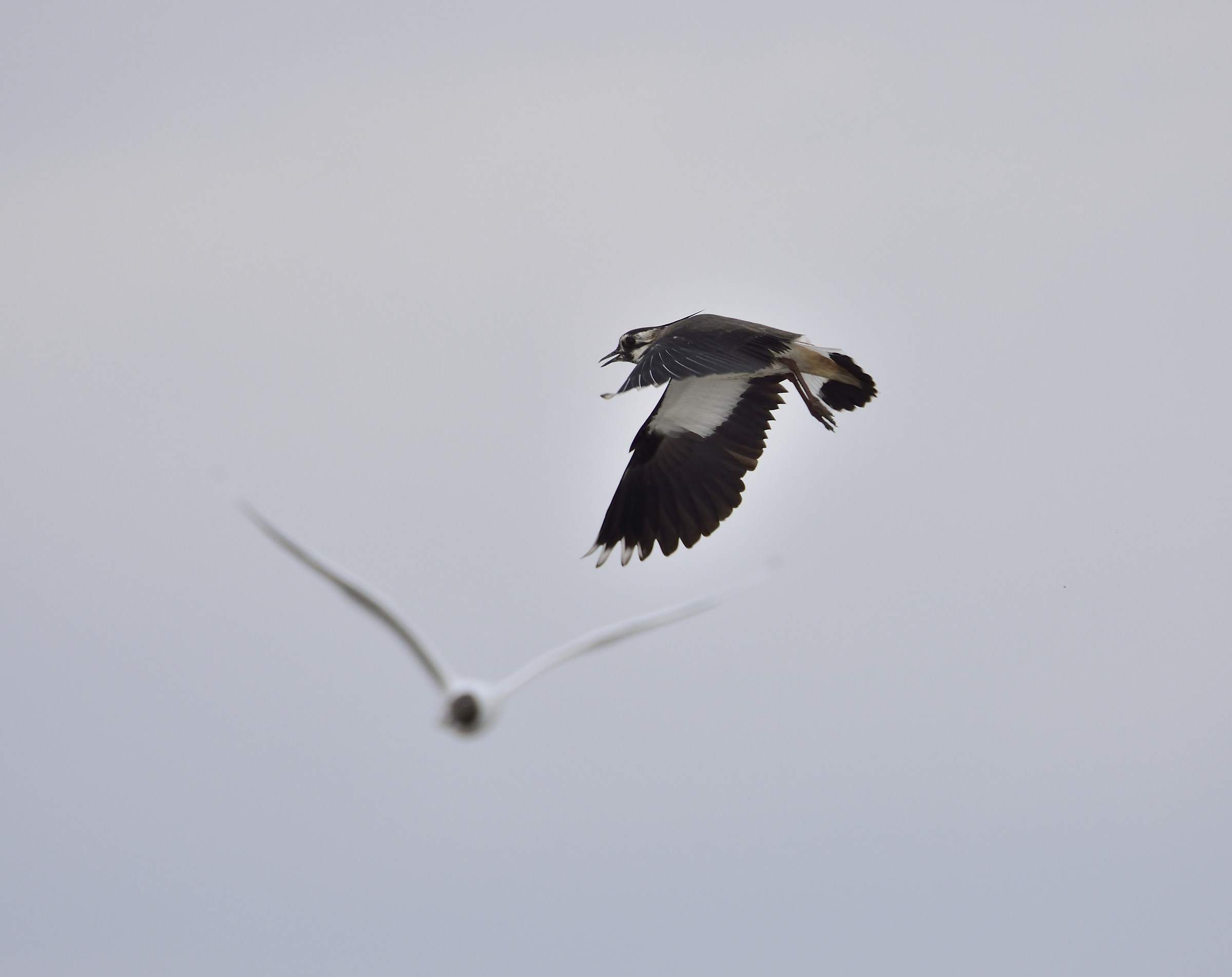 lapwing