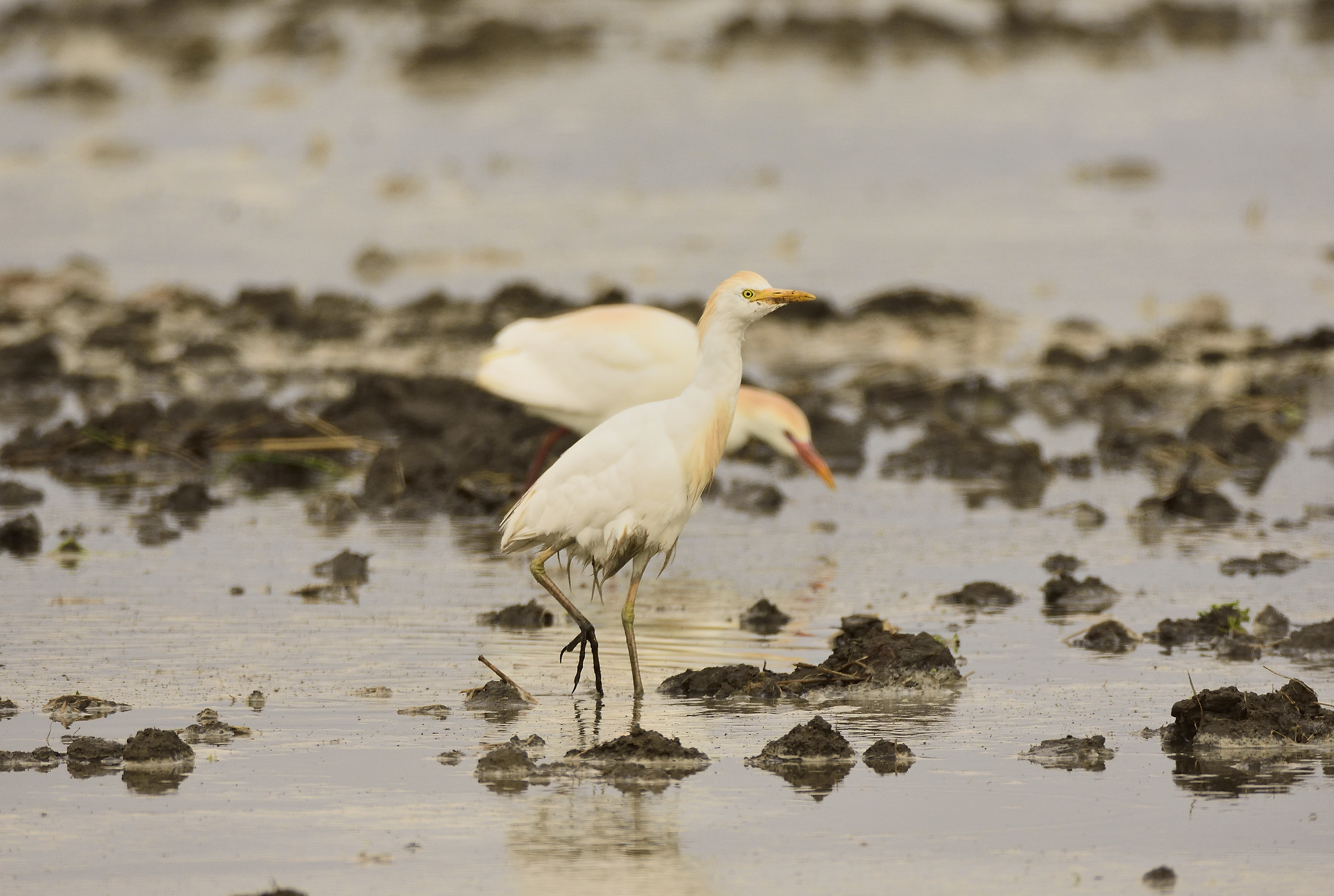 cattle egret