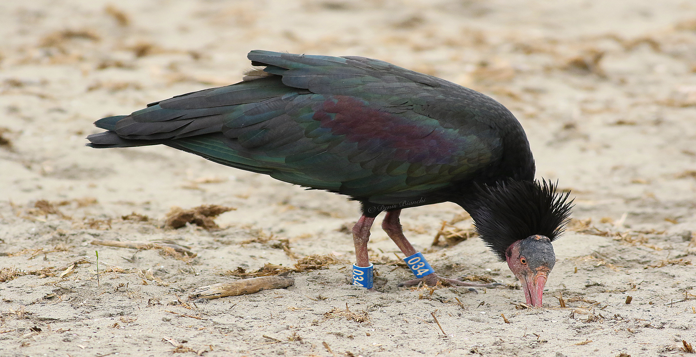 bald ibis