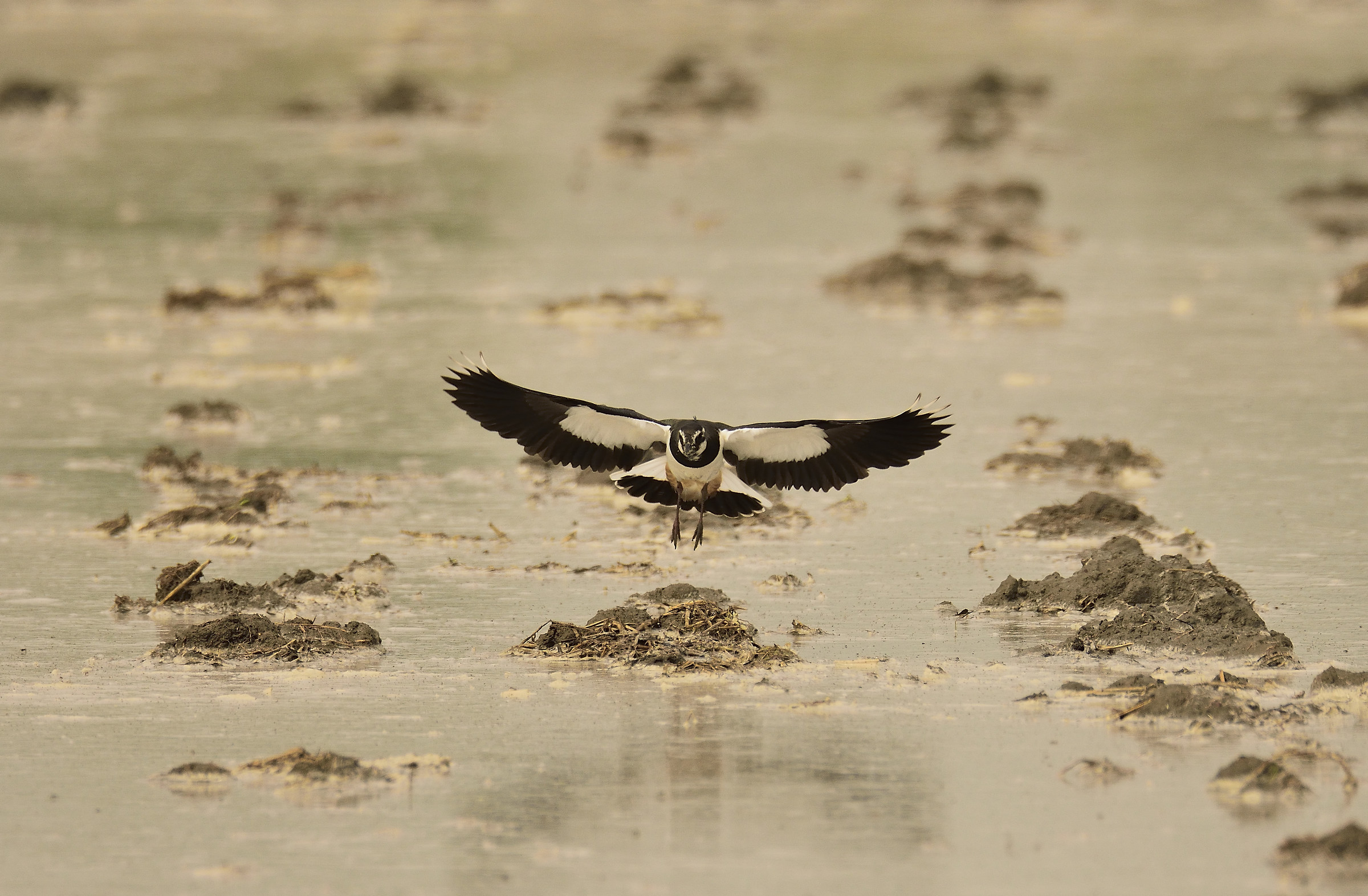 lapwing
