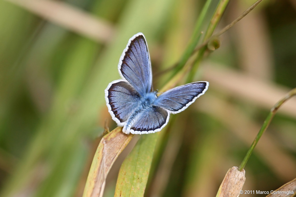 Plebejus argus