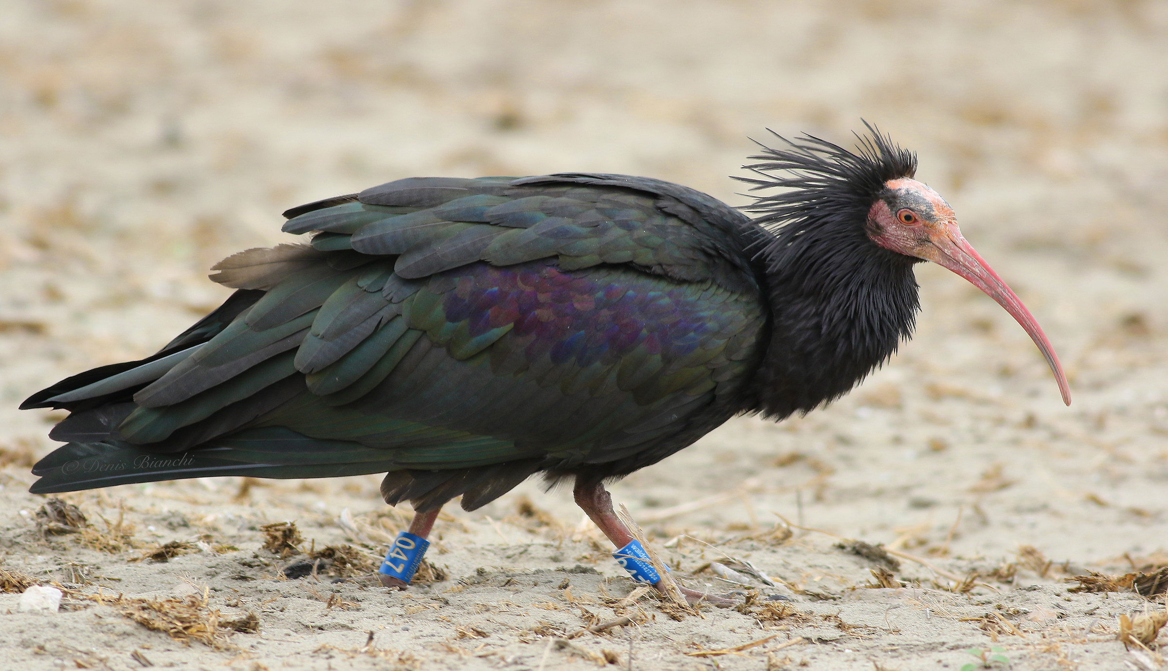 This is Peter The Hermit Ibis